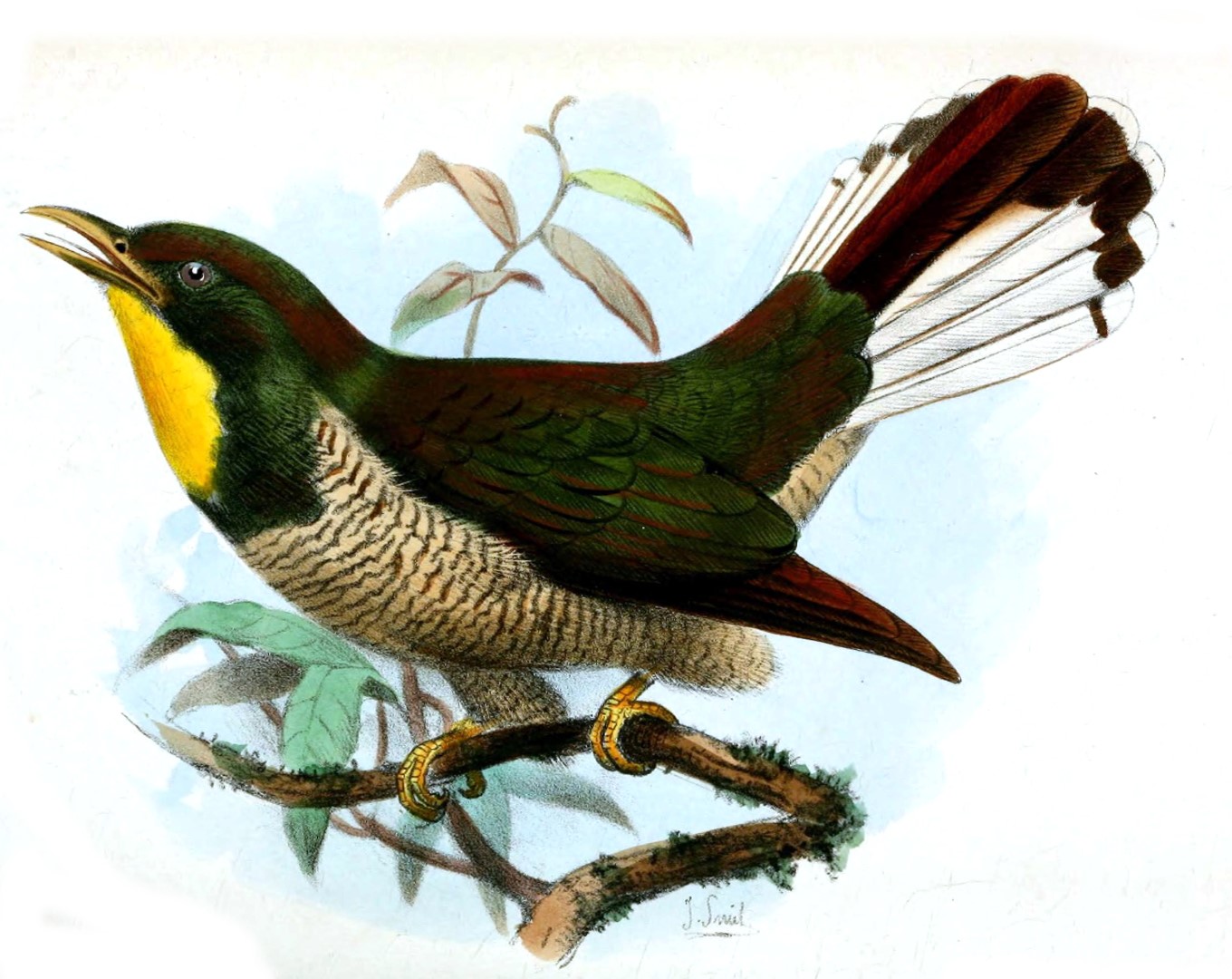 Yellow-throated Bronze Cuckoo