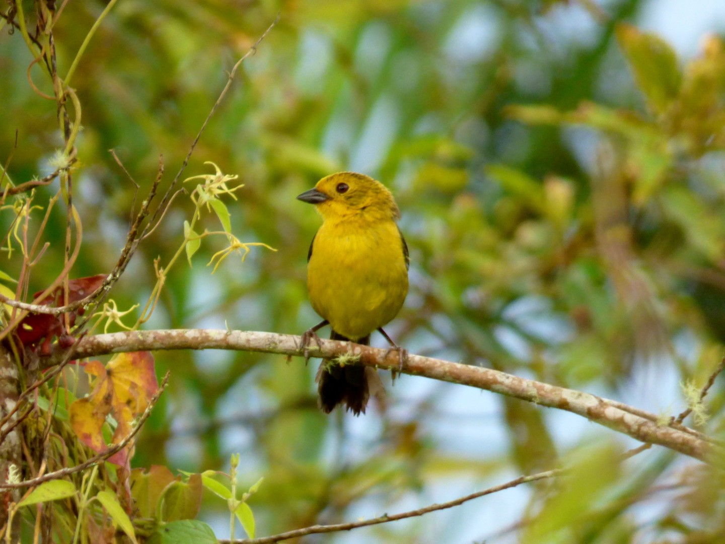 Yellow-throated Brush Finch