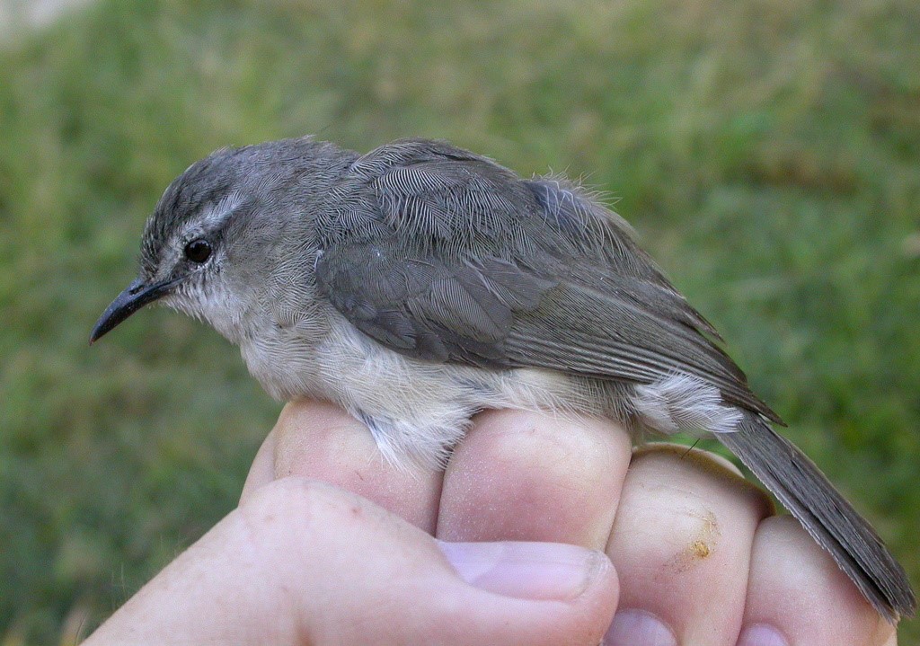 Yellow-throated Bulbul