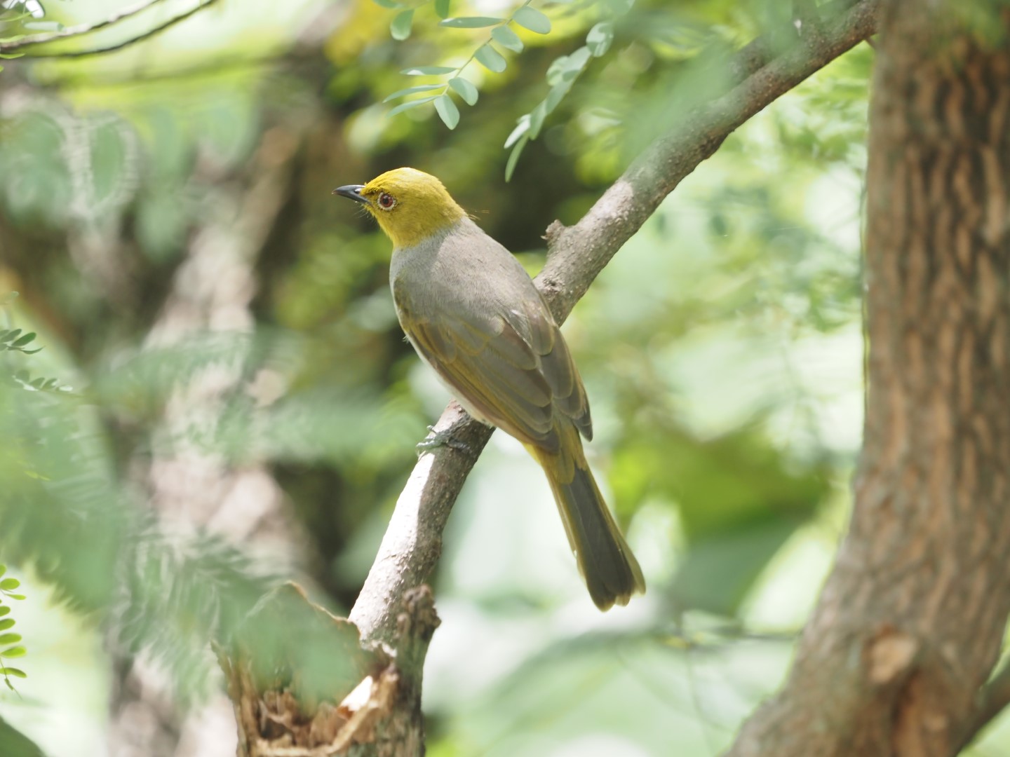 Yellow-throated Bulbul
