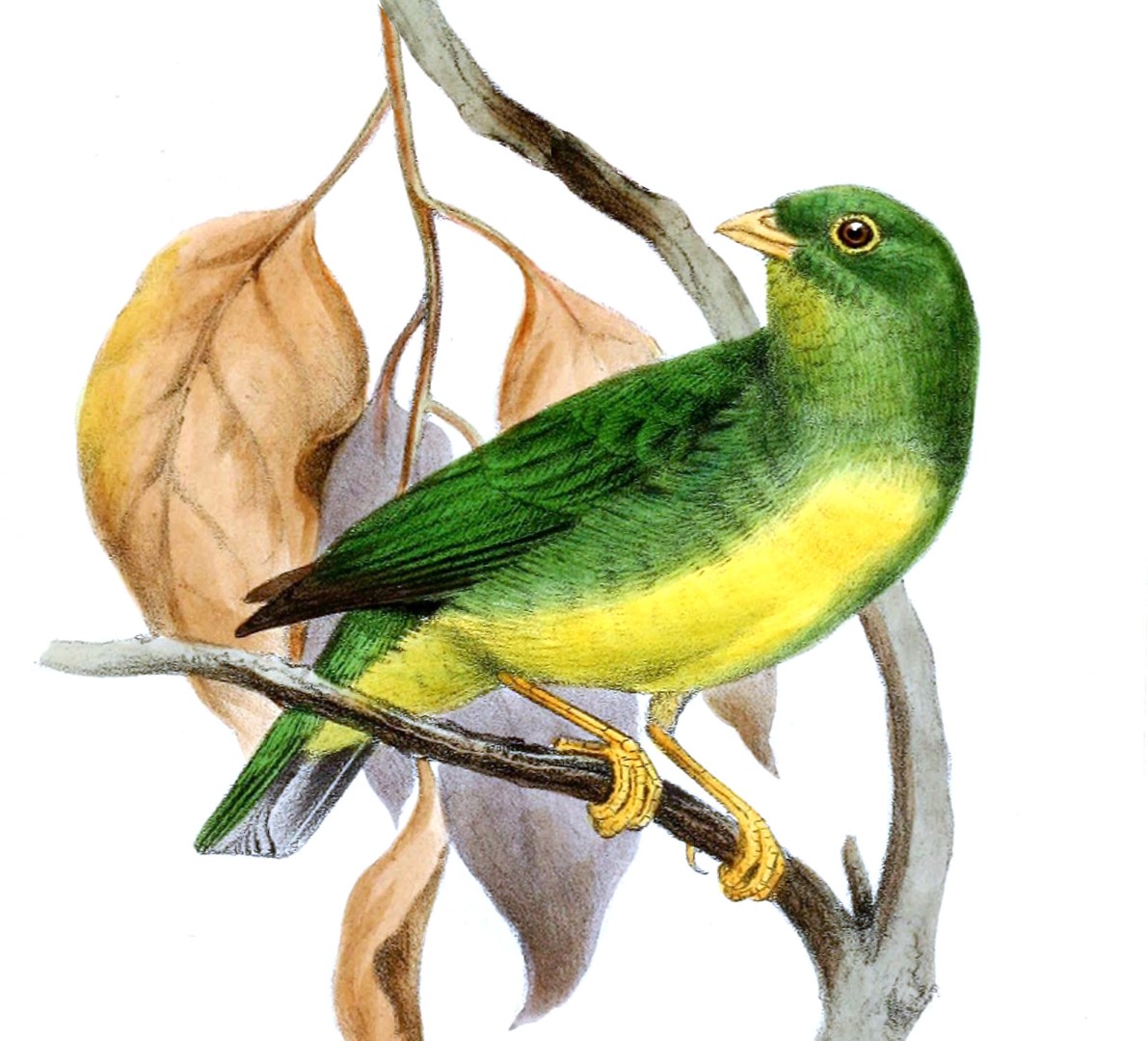 Yellow-throated Chlorophonia