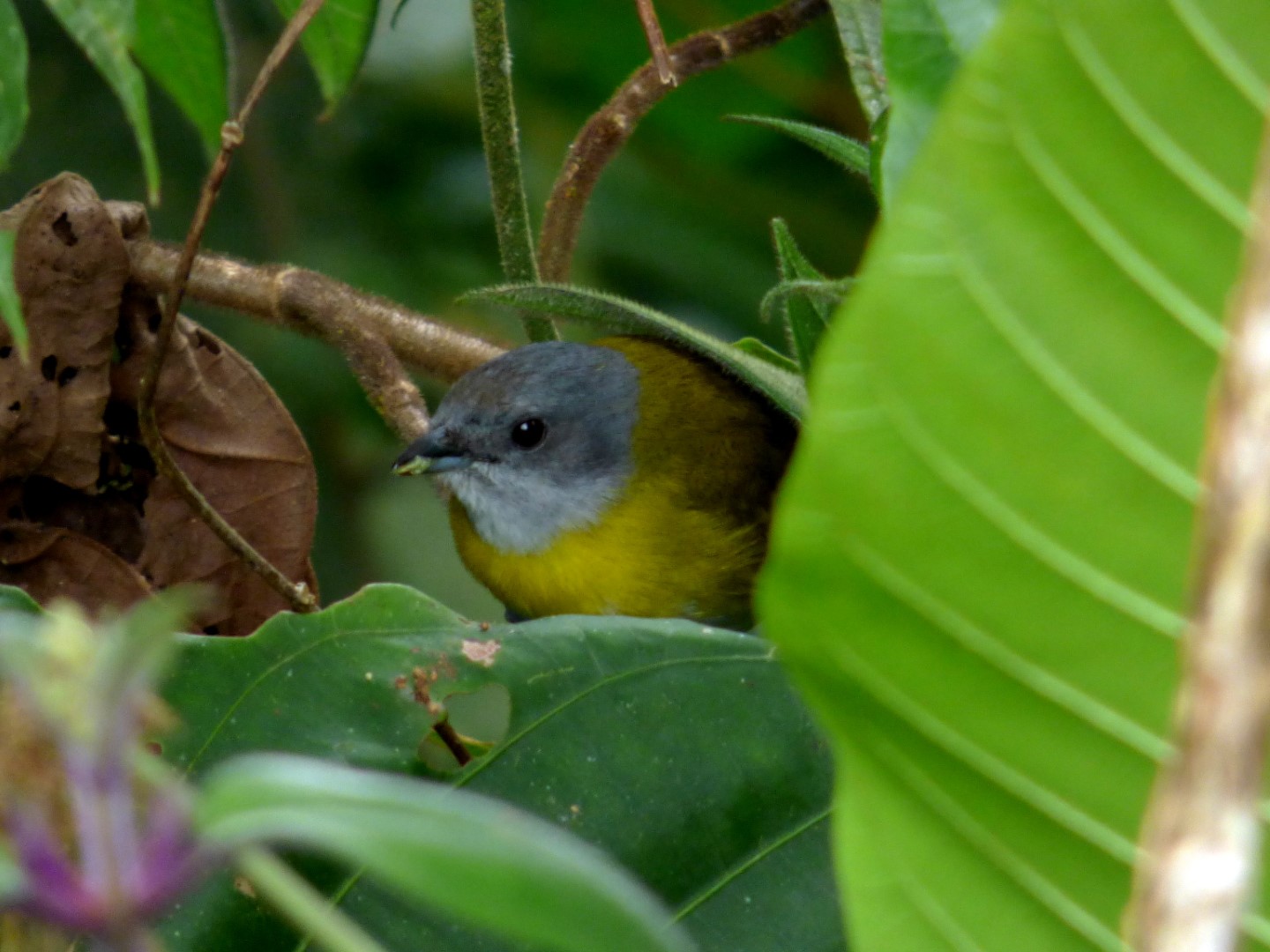 Yellow-throated Chlorospingus