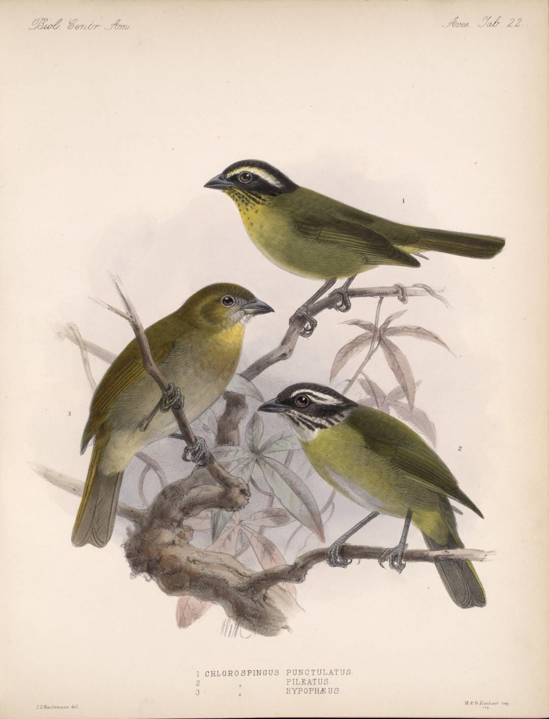 Yellow-throated Chlorospingus