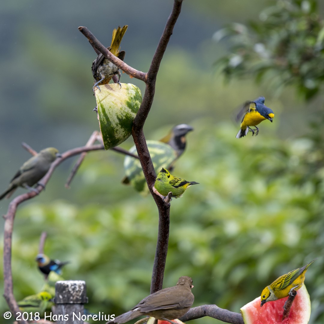 Yellow-throated Euphonia