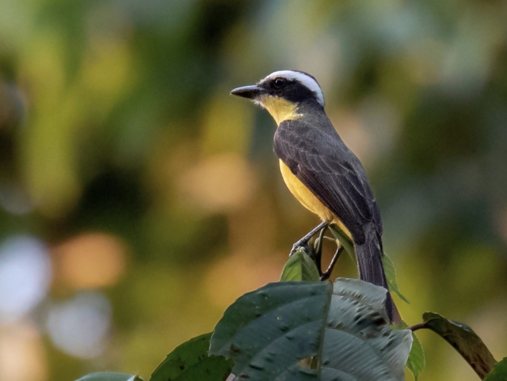 Yellow-throated Flycatcher
