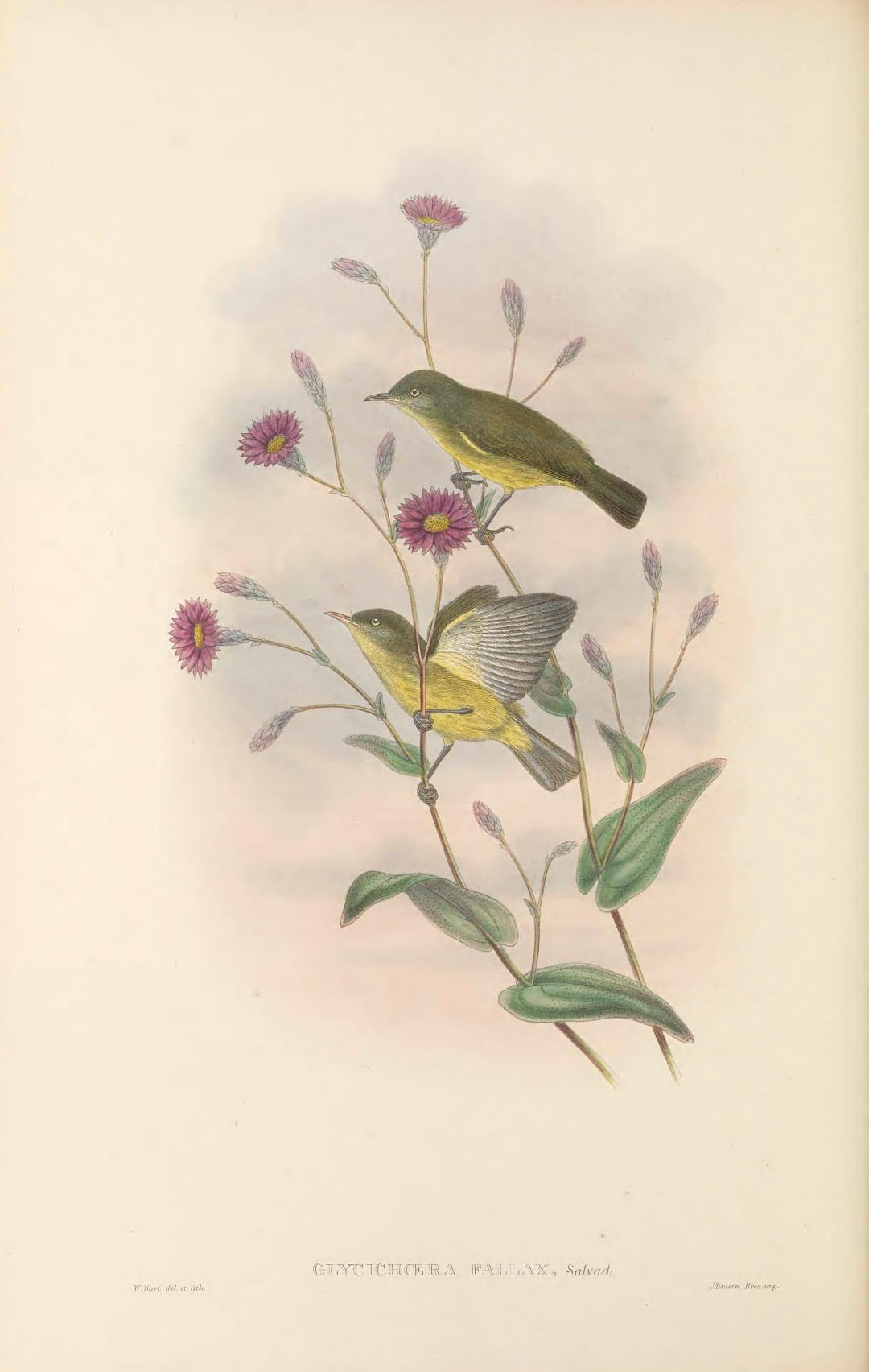 Yellow-throated Honeyeater