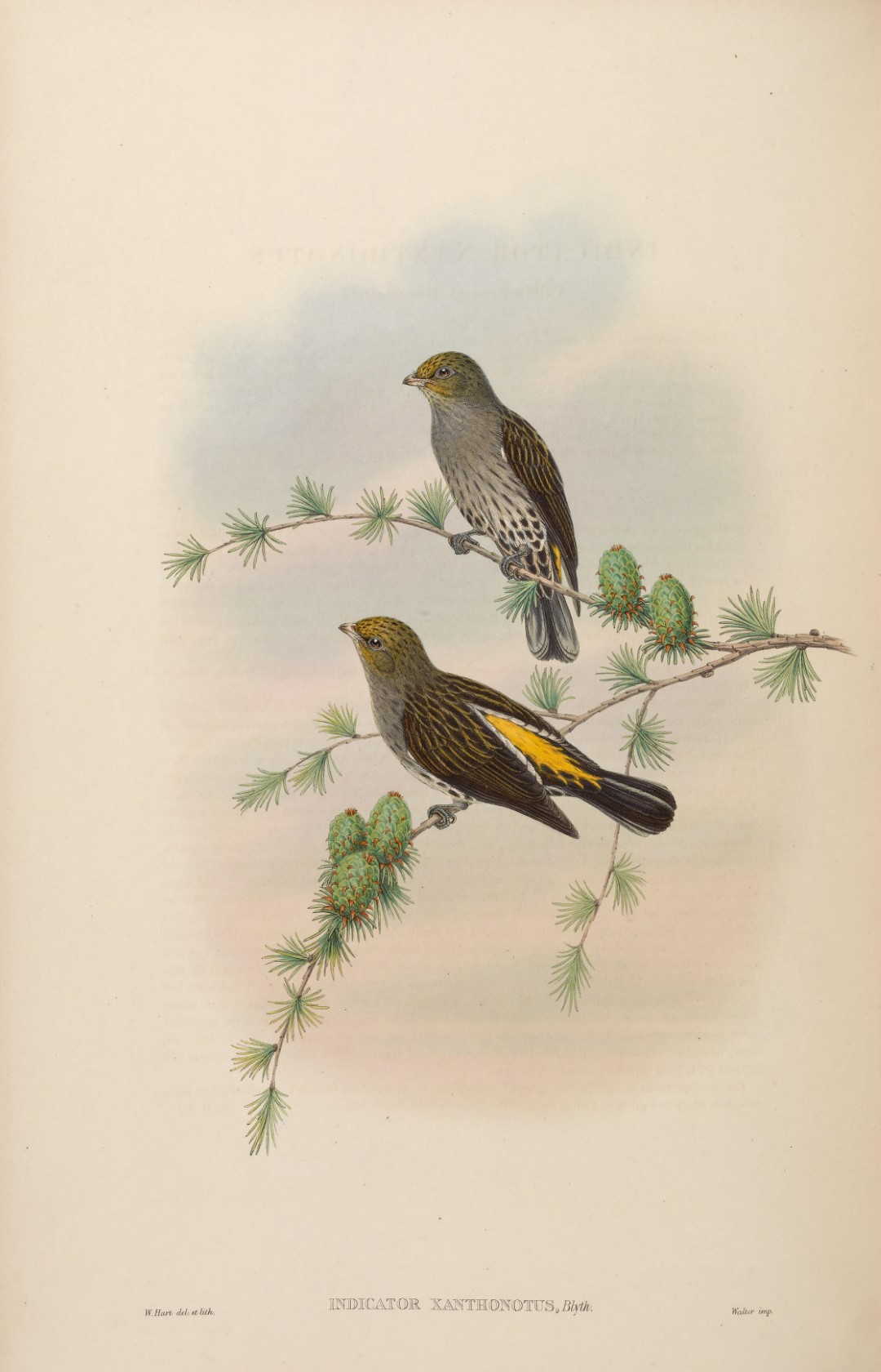 Yellow-throated Honeyguide