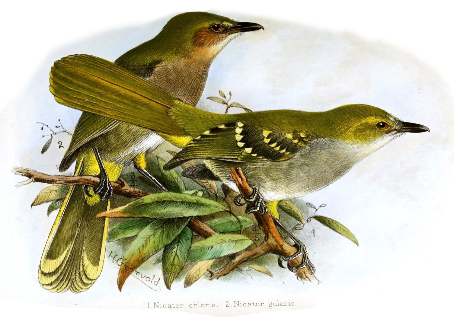 Yellow-throated Nicator