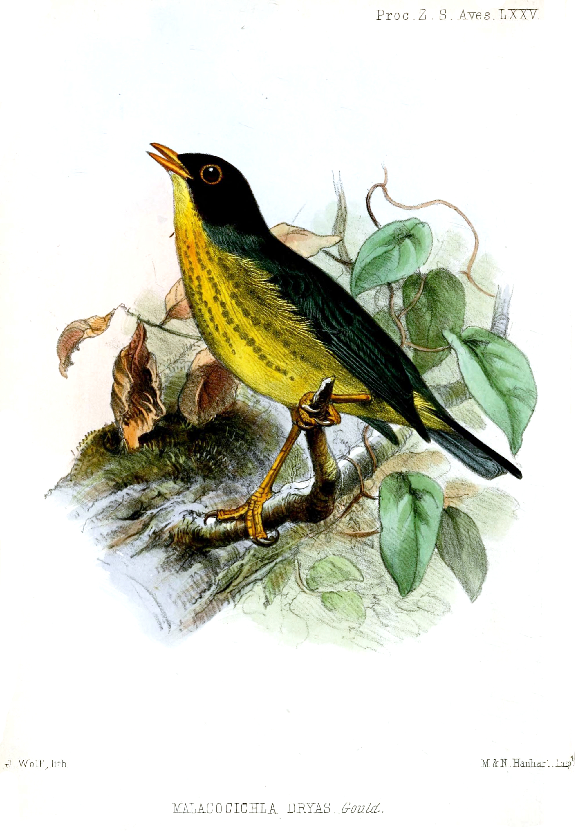 Yellow-throated Nightingale-Thrush