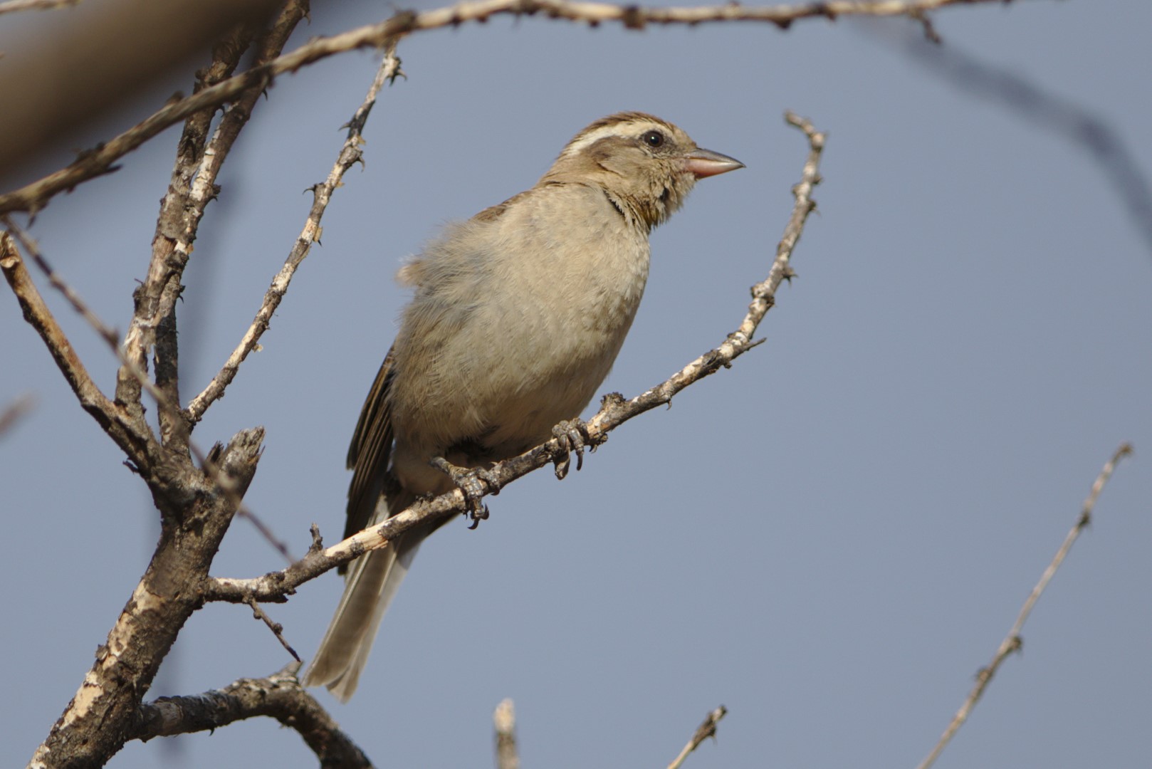 Yellow-throated Petronia