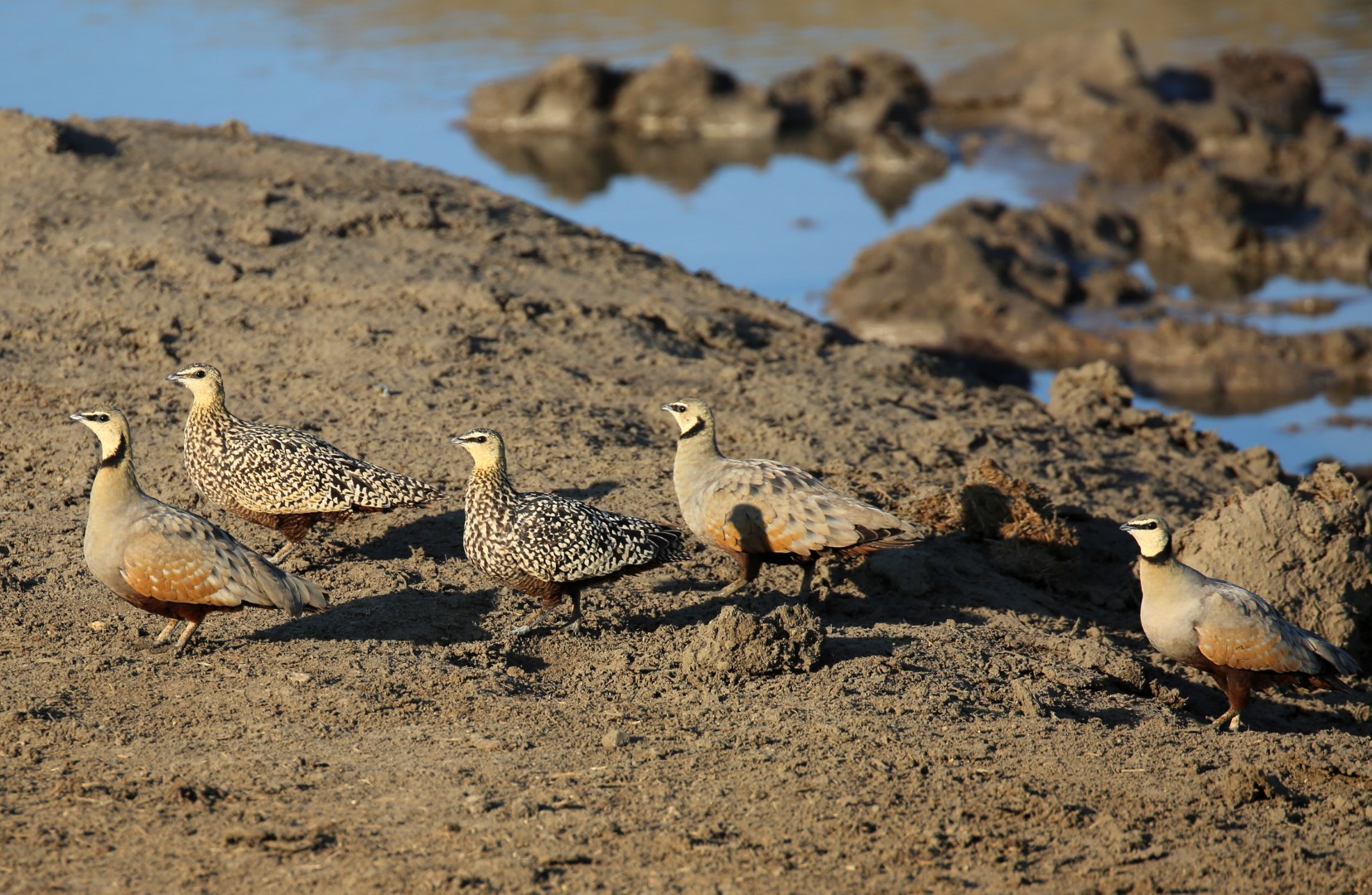 Yellow-throated Sandgrouse