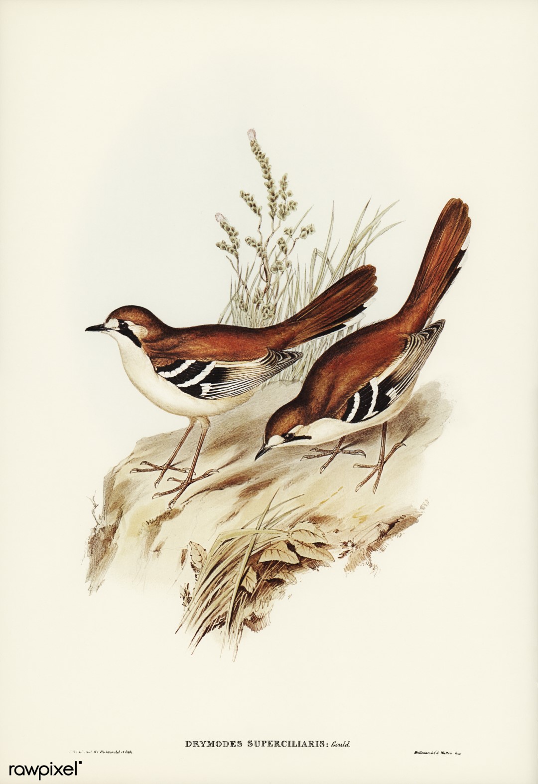 Yellow-throated Scrubwren