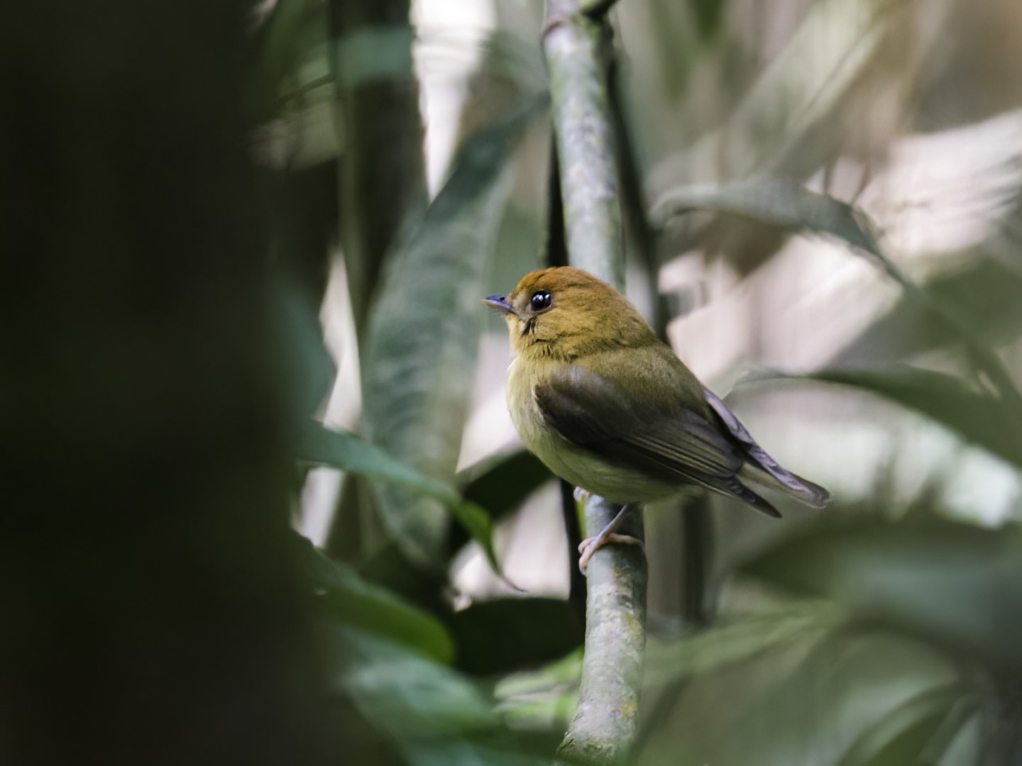 Yellow-throated Spadebill