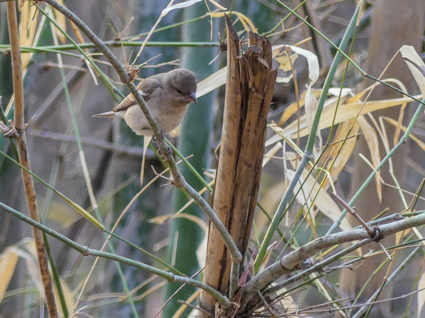 Yellow-throated Sparrow