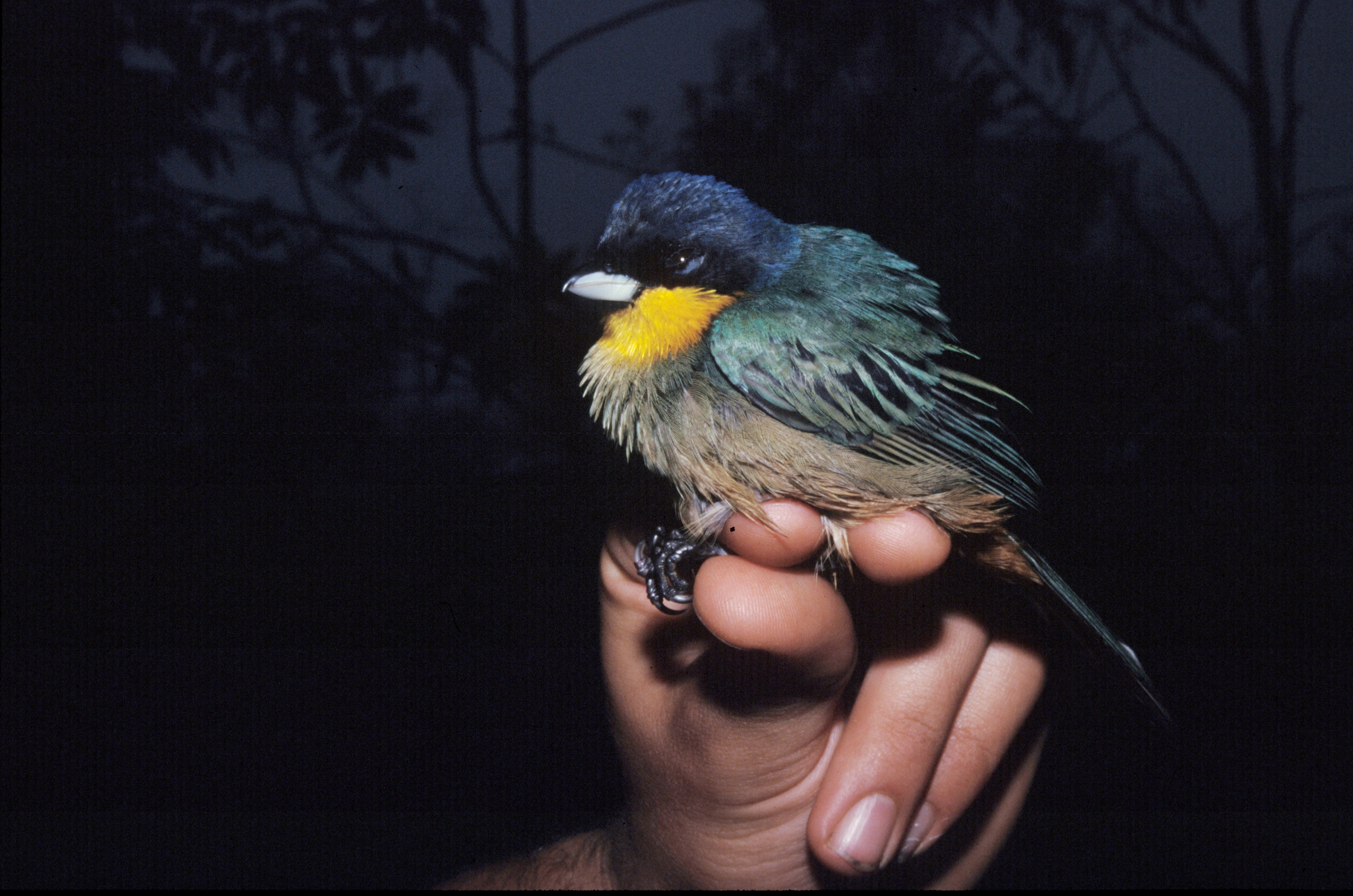 Yellow-throated Tanager