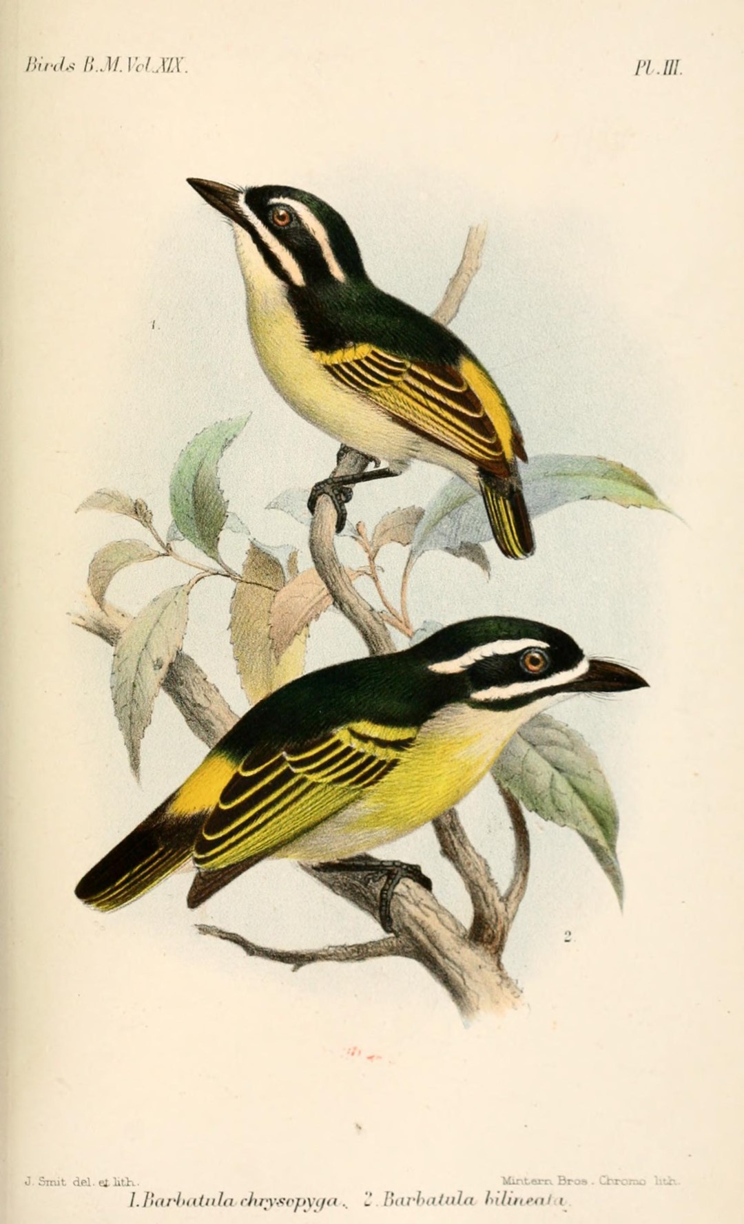 Yellow-throated Tinkerbird