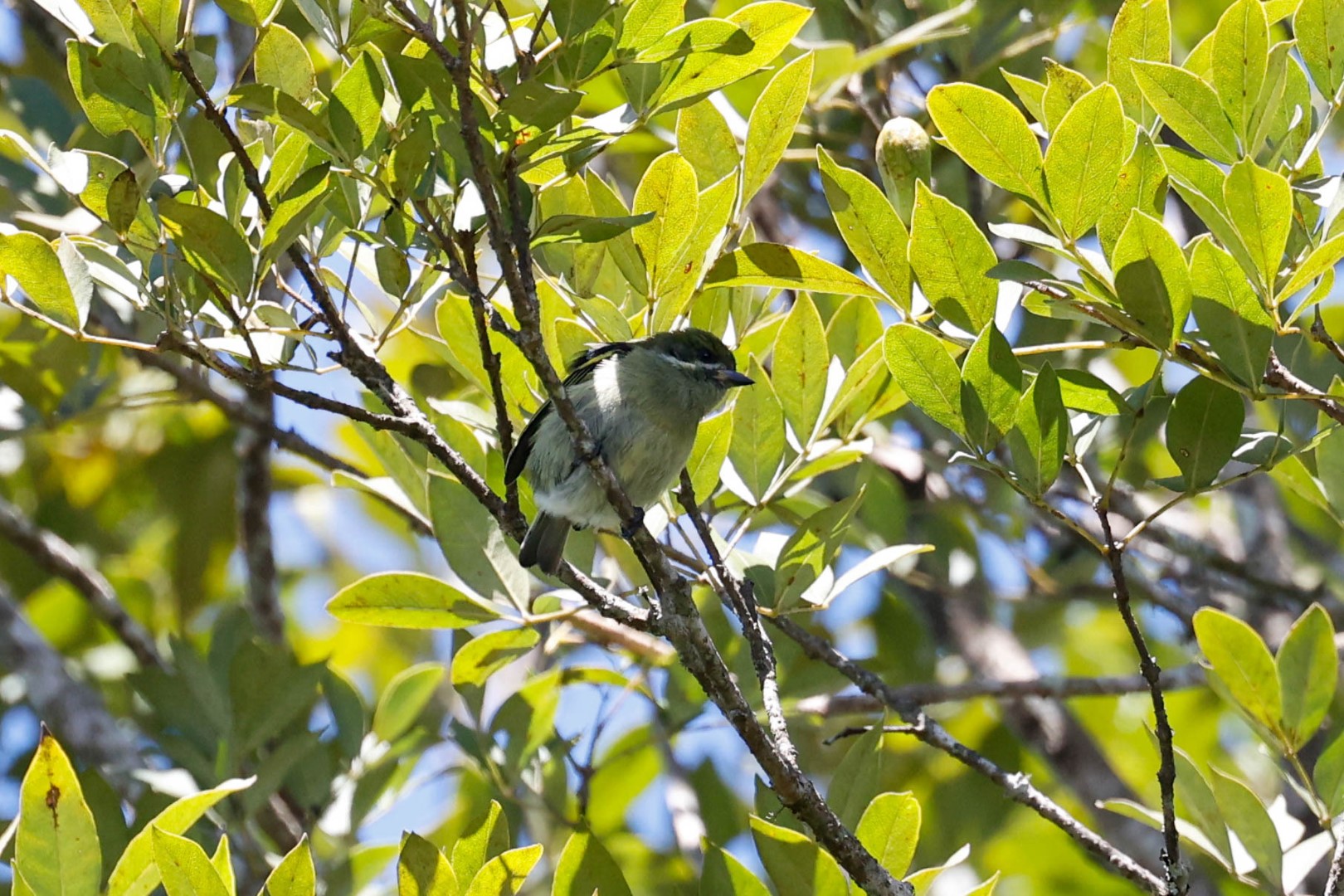 Yellow-throated Tinkerbird
