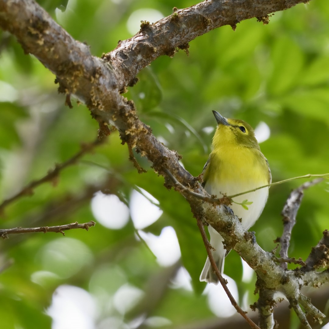Yellow-throated Vireo