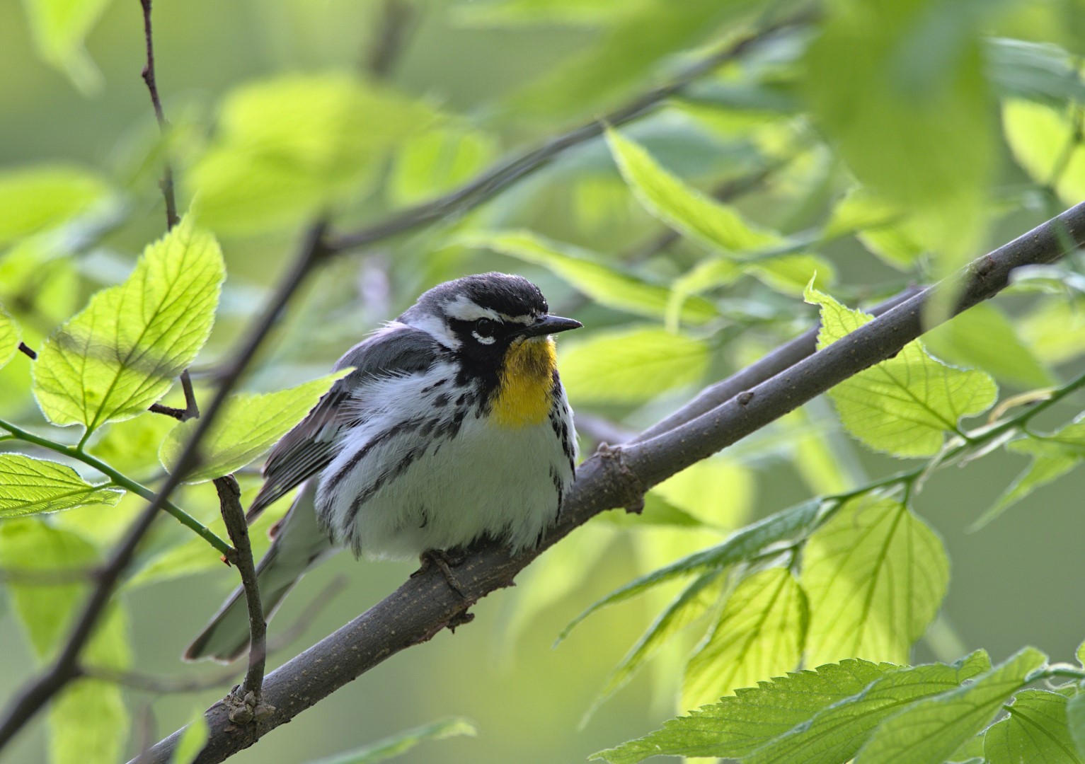 Yellow-throated Warbler