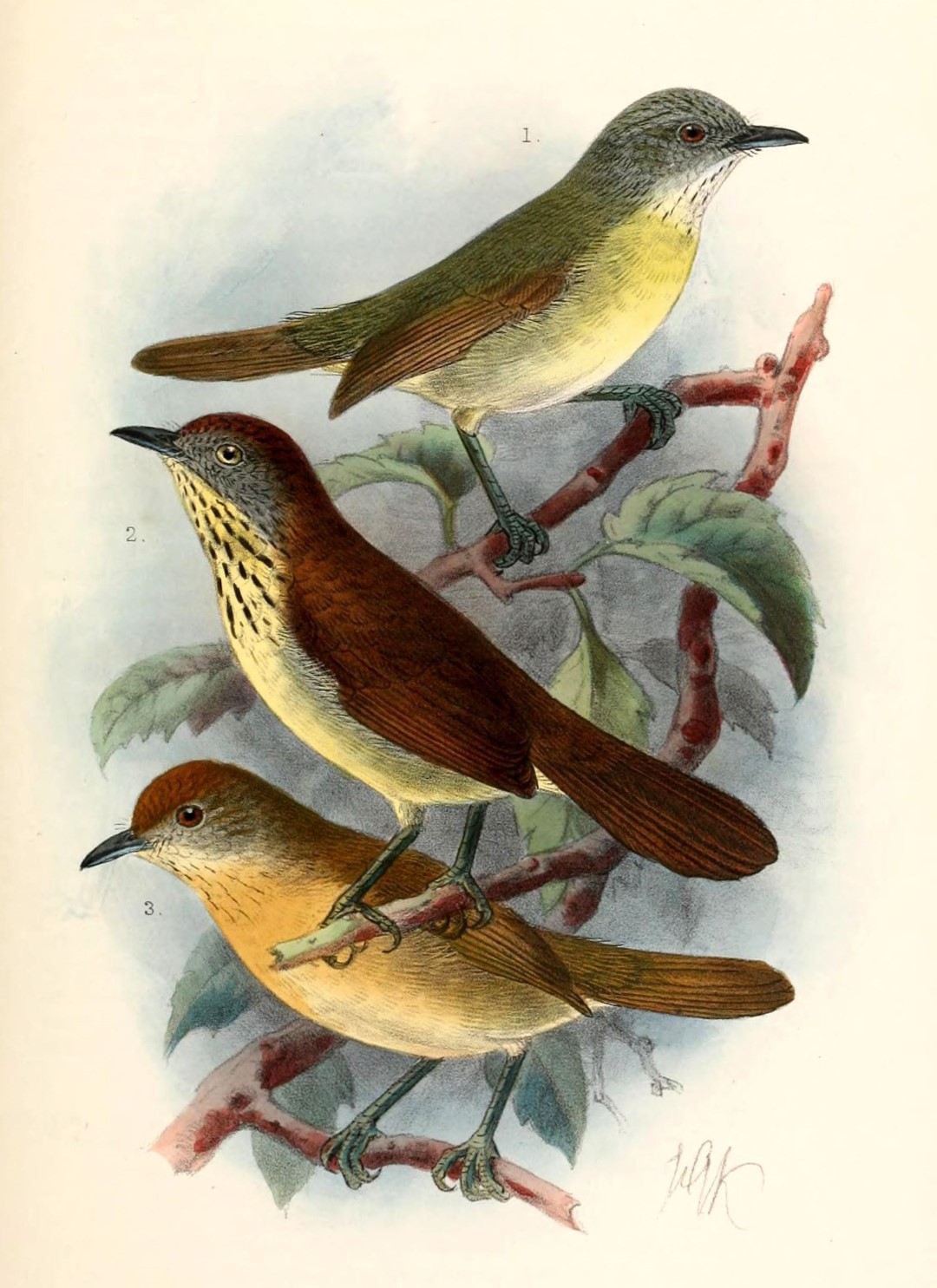 Yellow-throated White-eye