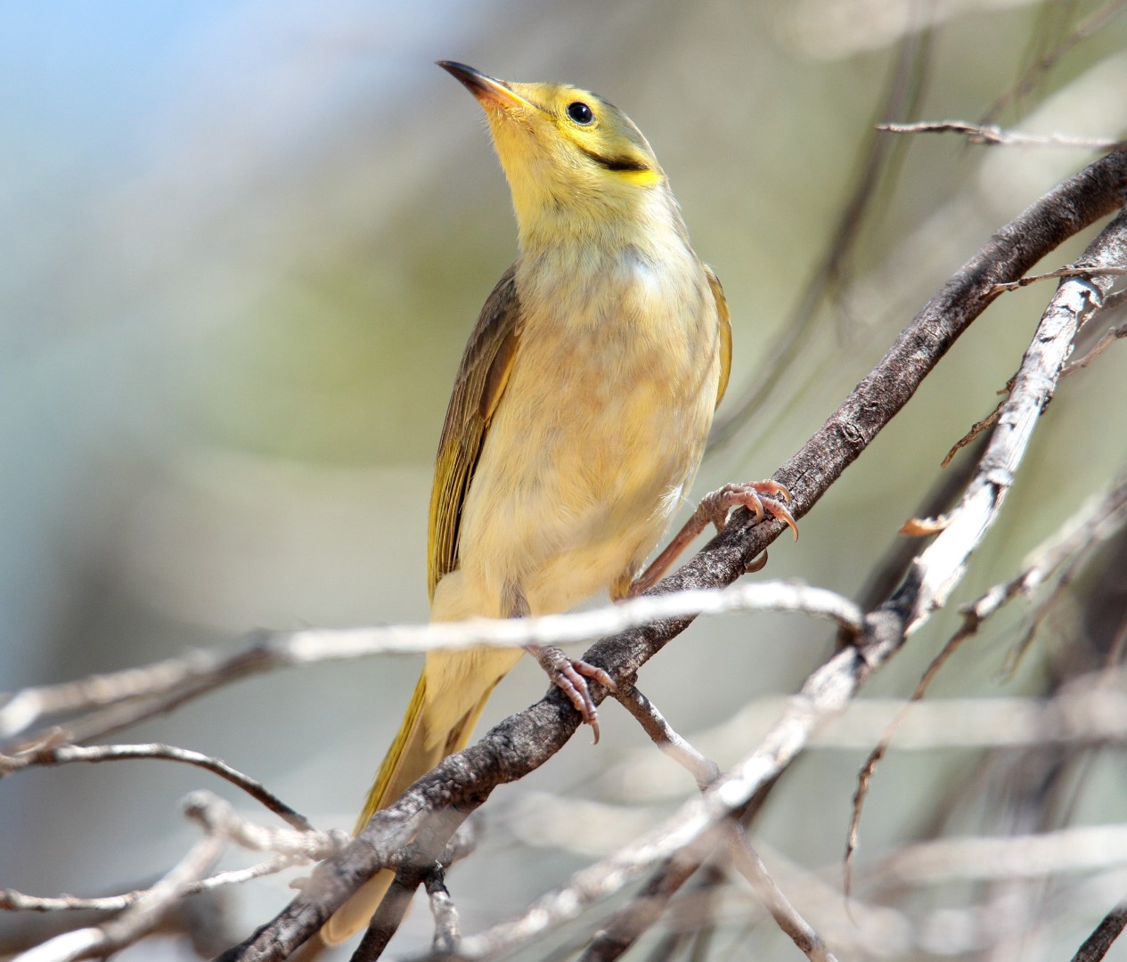 Yellow-tinted Honeyeater