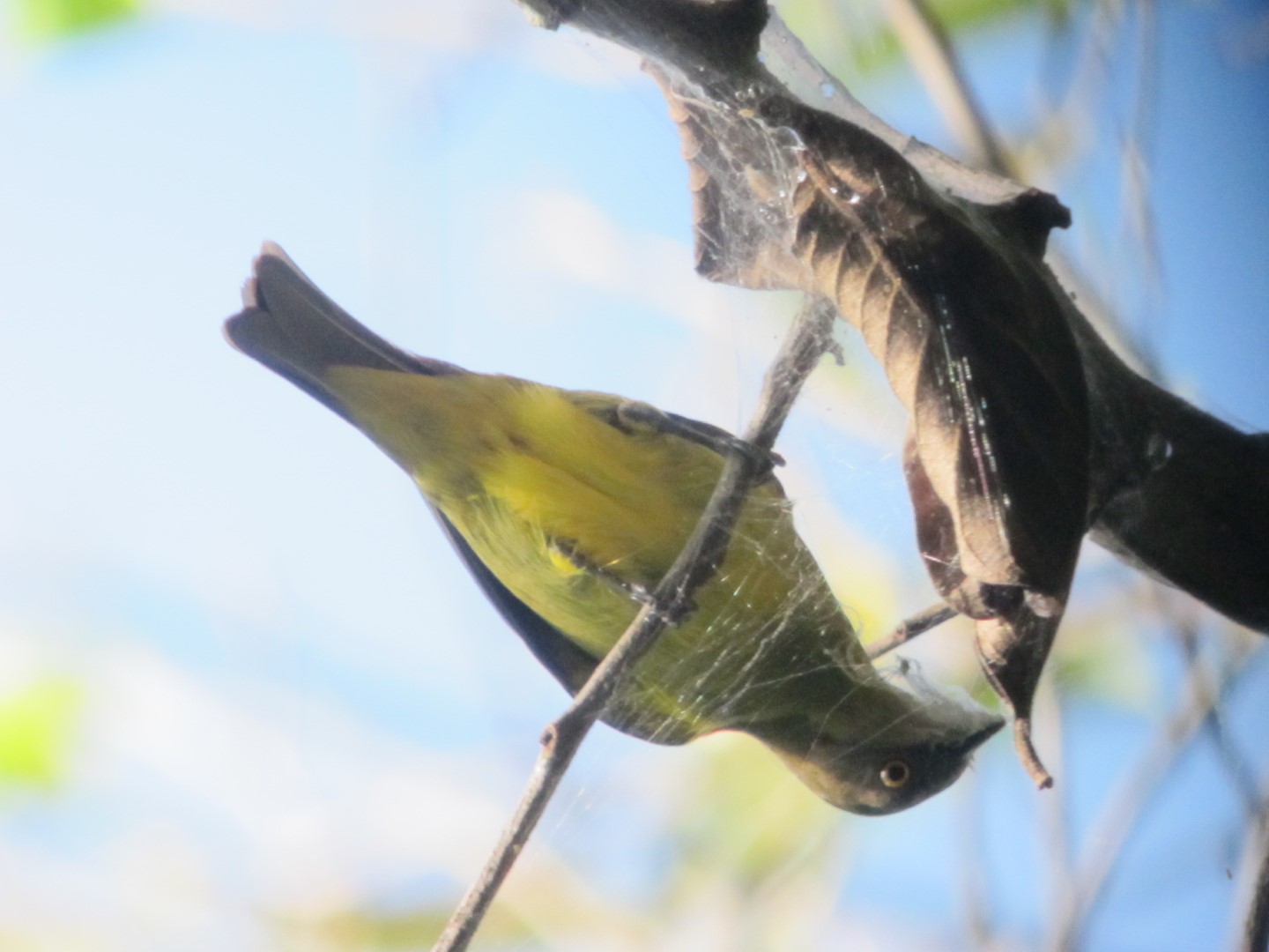 Yellow-tufted Dacnis