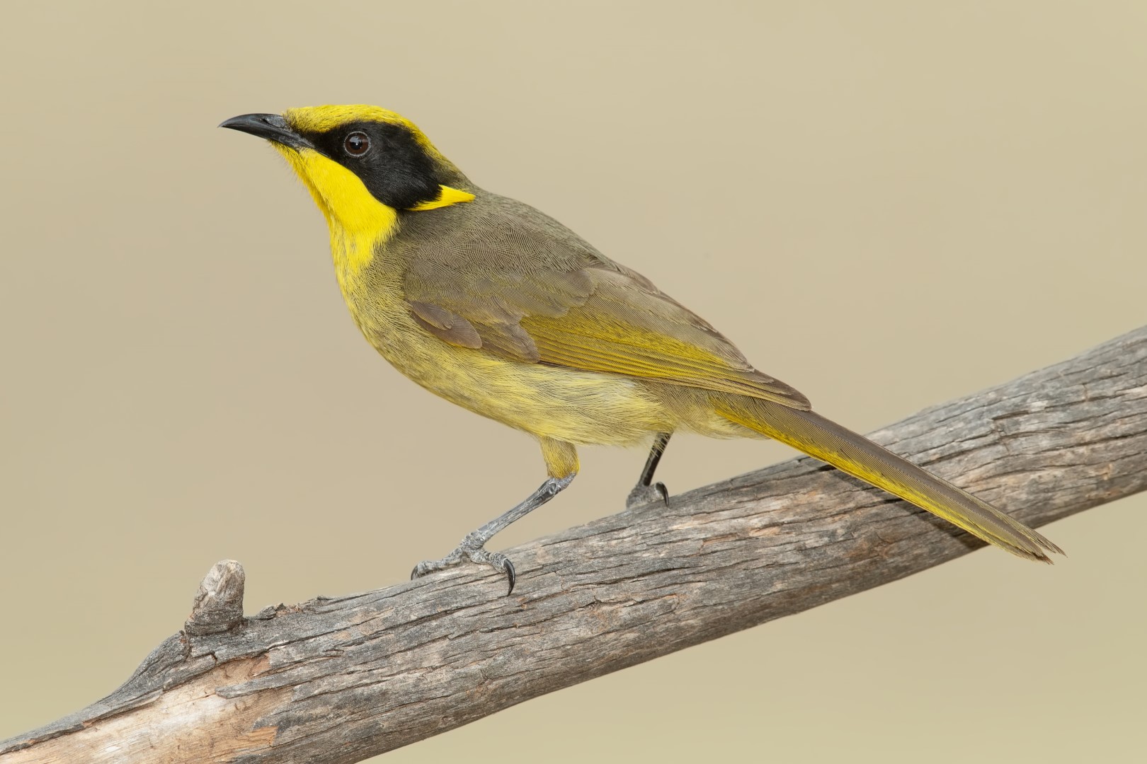Yellow-tufted Honeyeater