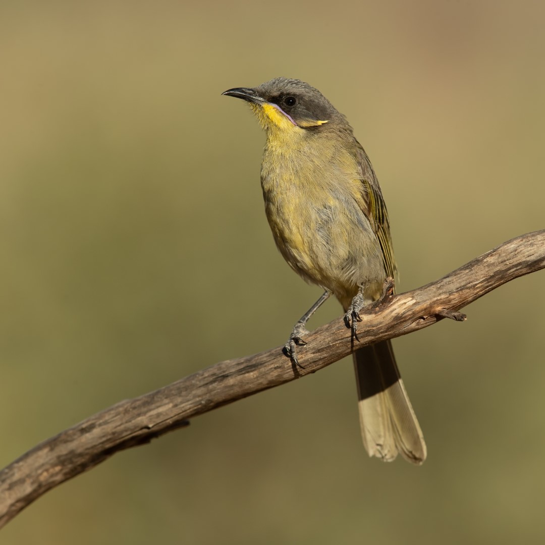 Yellow-tufted Honeyeater