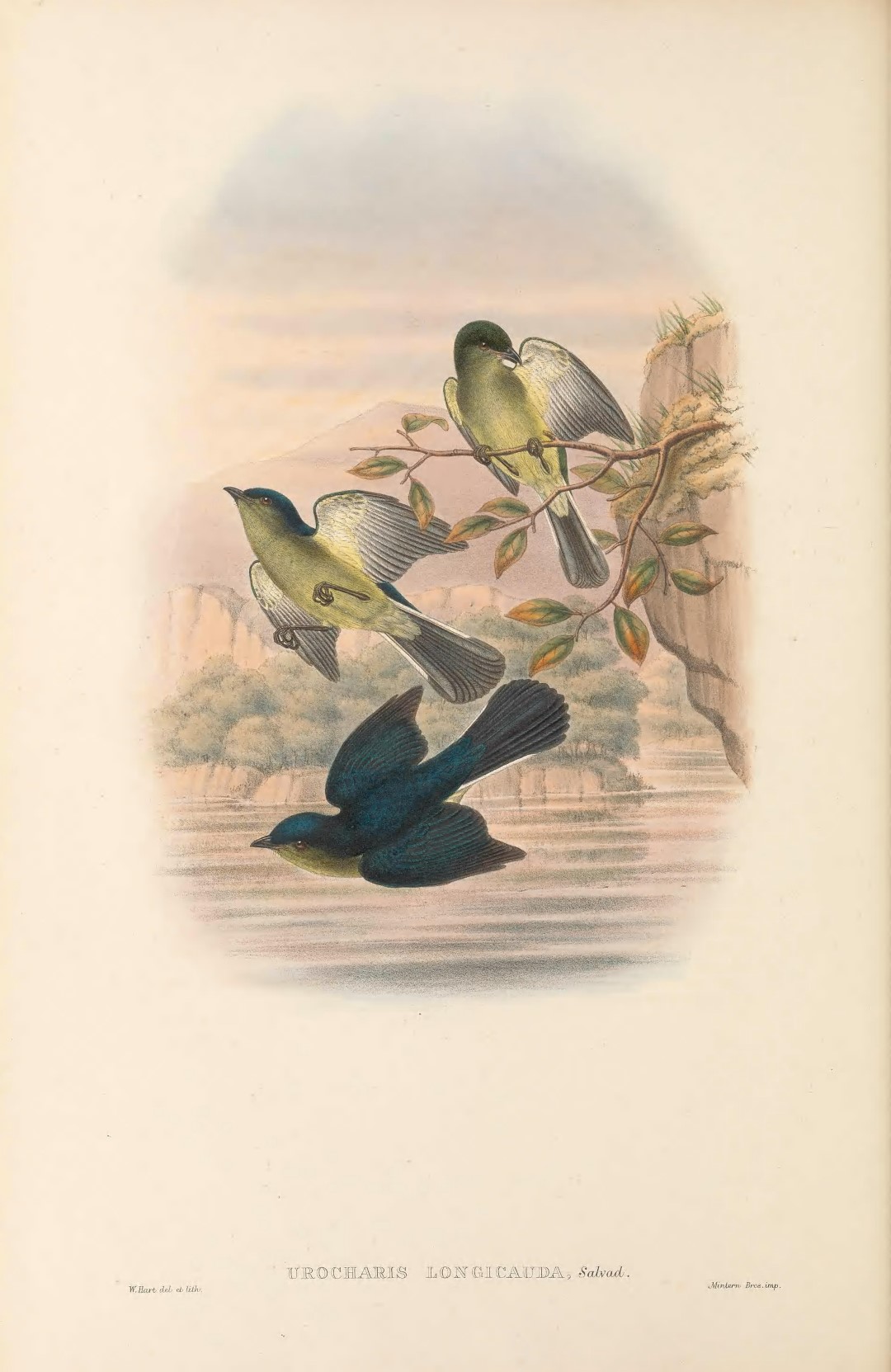 Yellow-tufted honeyeater