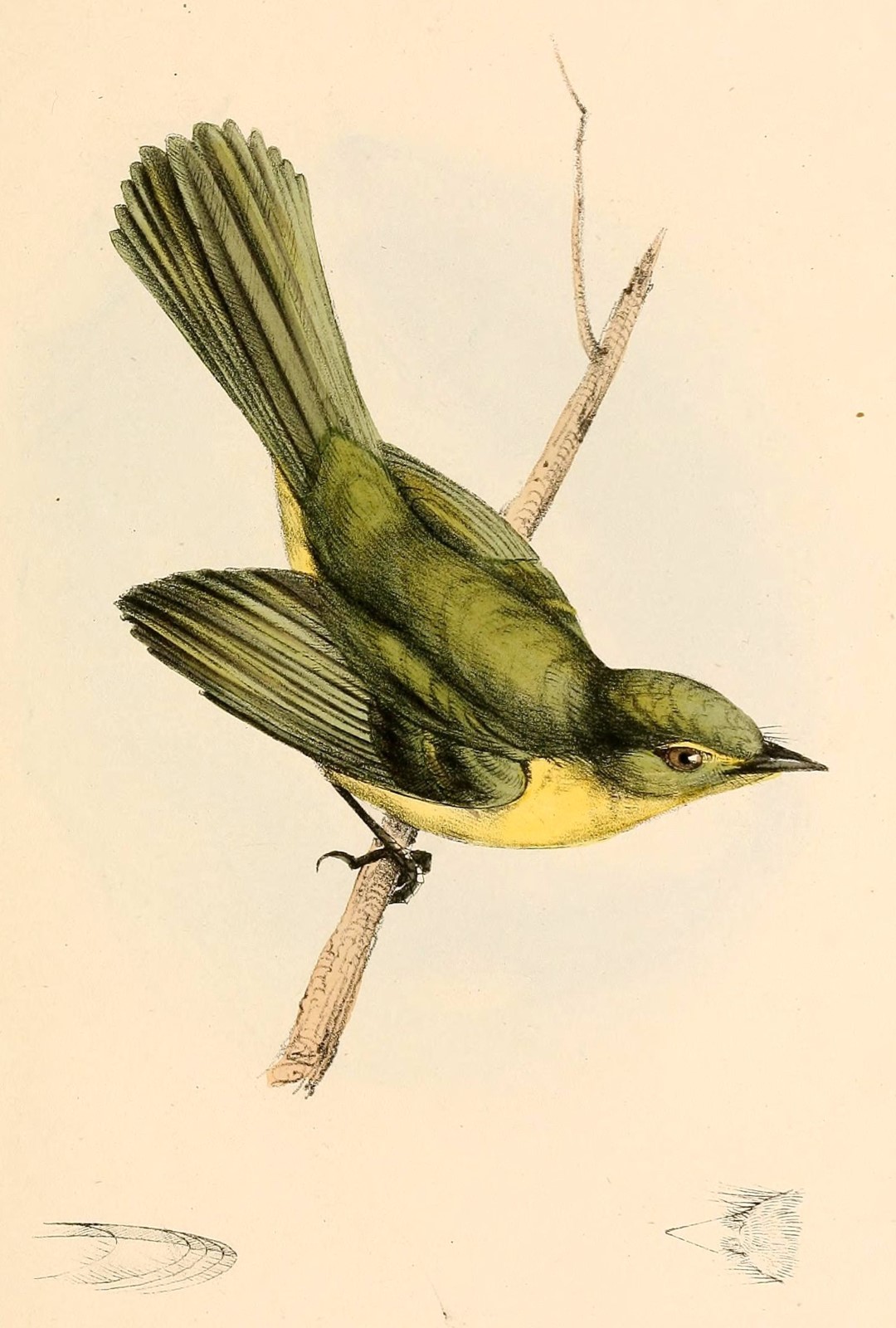 Yellow Tyrannulet