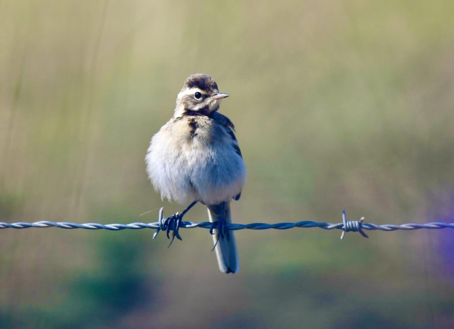 Yellow Wagtail