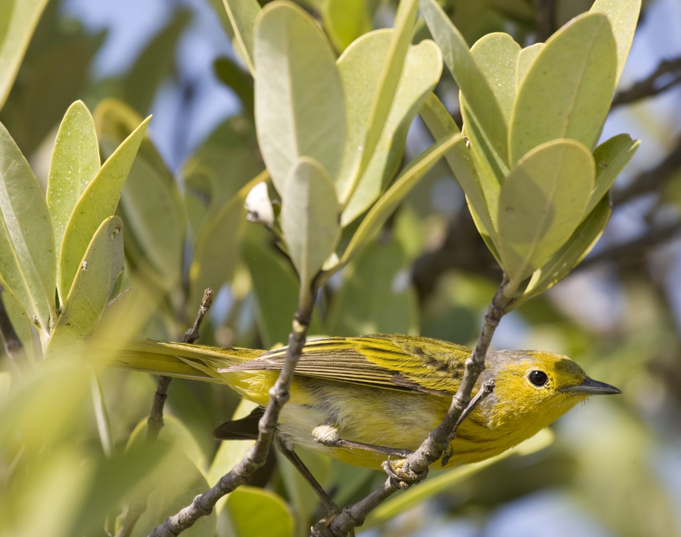 Yellow Warbler
