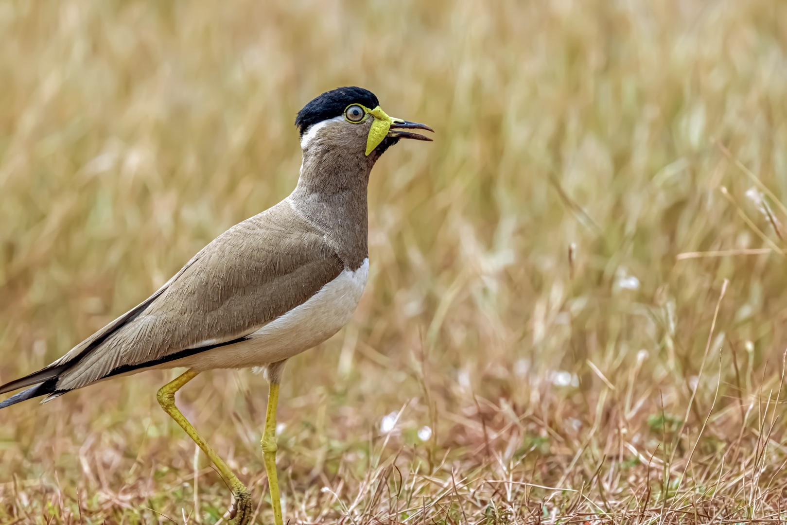 Yellow-wattled Lapwing