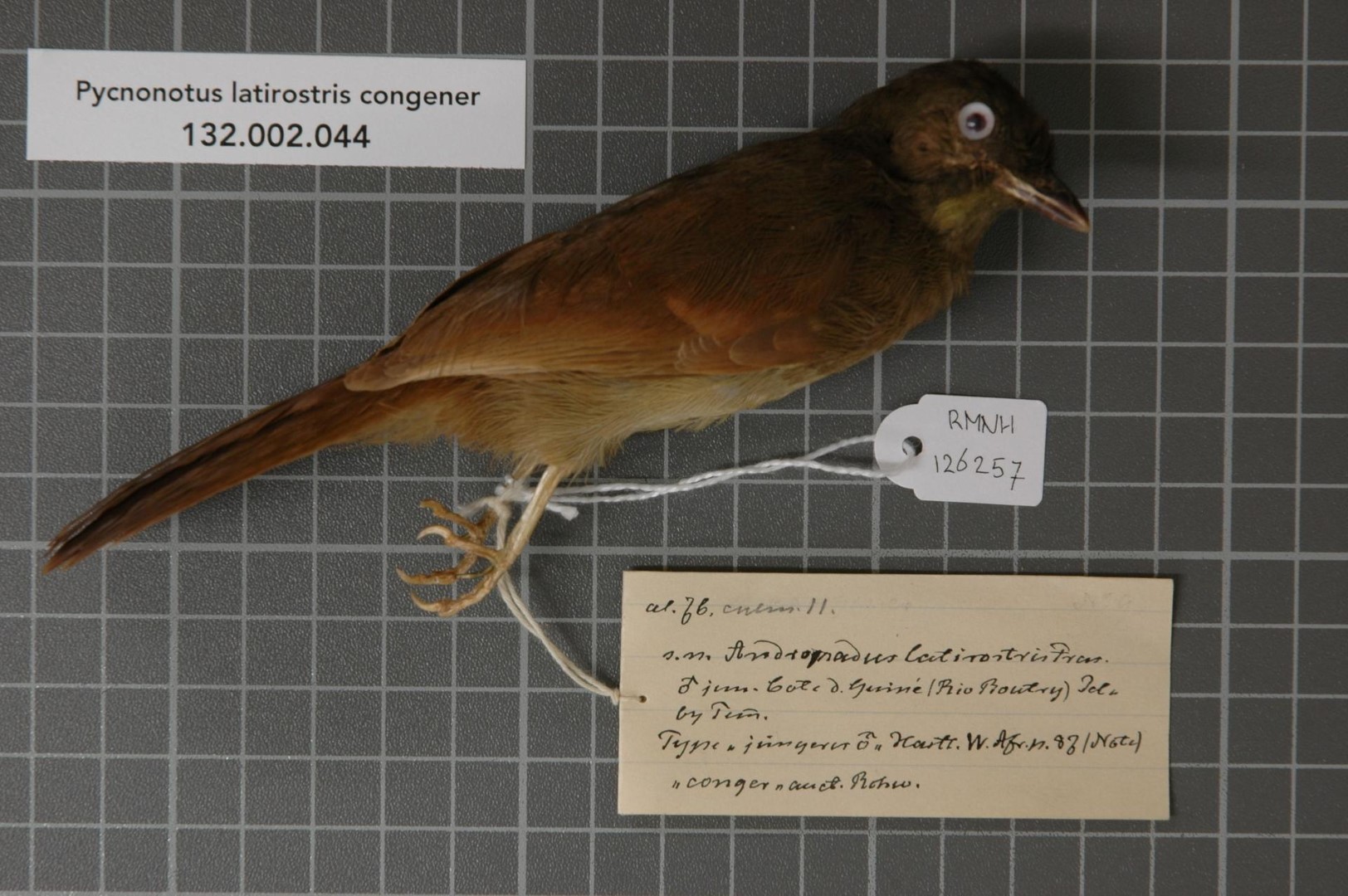 Yellow-whiskered Greenbul