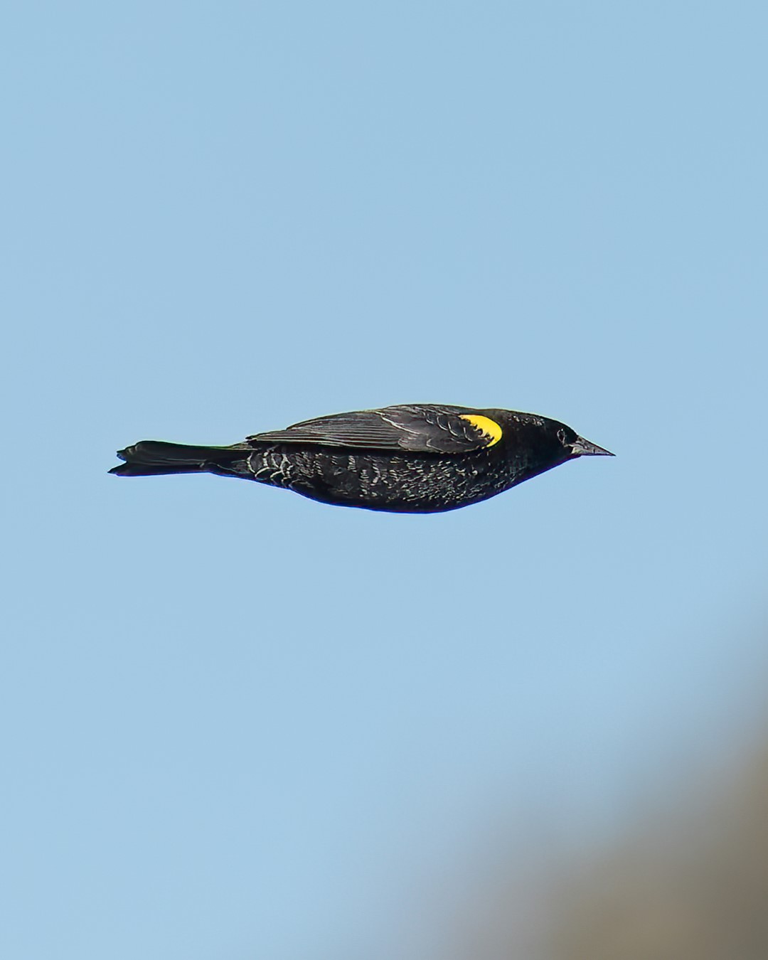Yellow-winged Blackbird