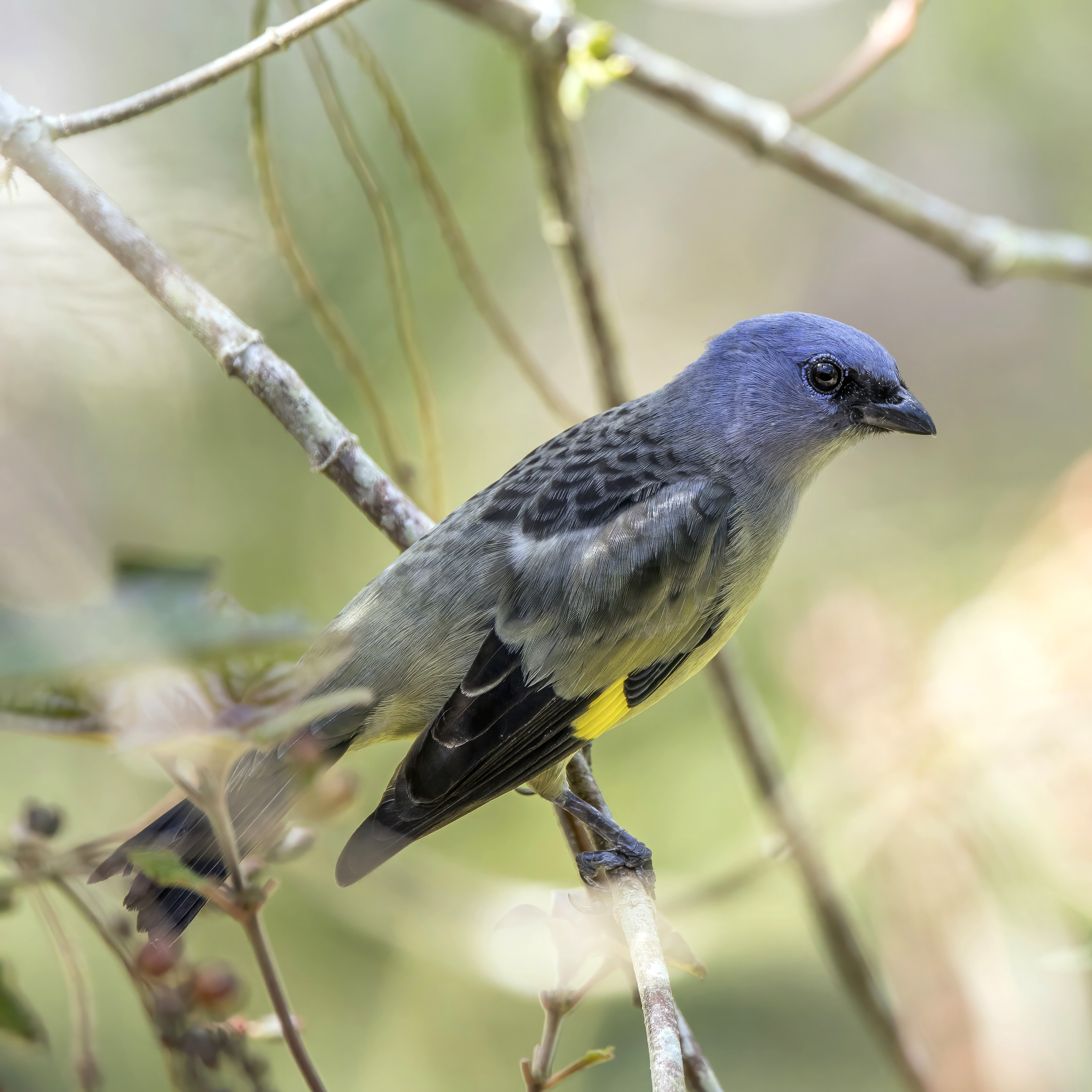 Yellow-winged Tanager