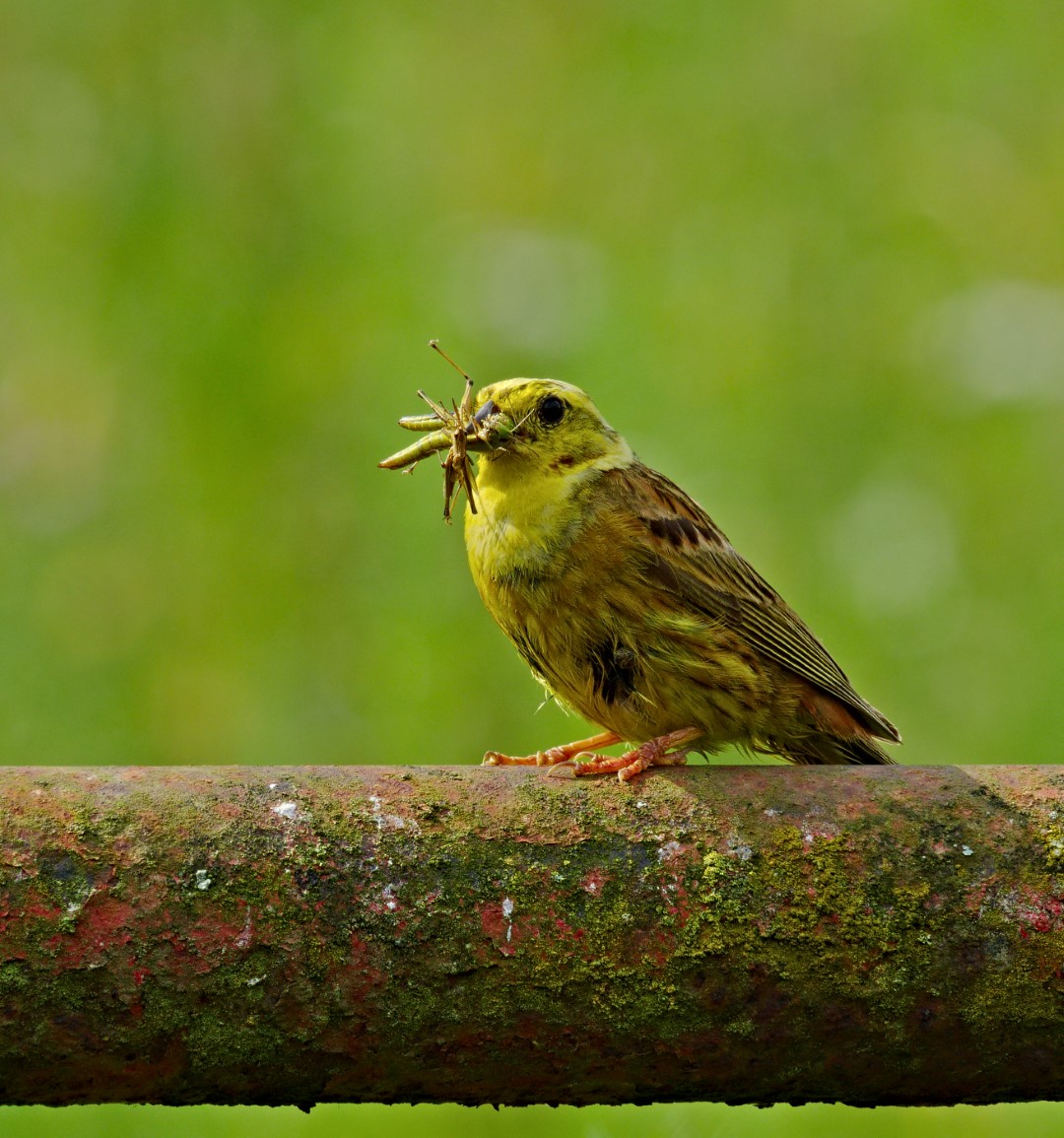 Yellowhammer