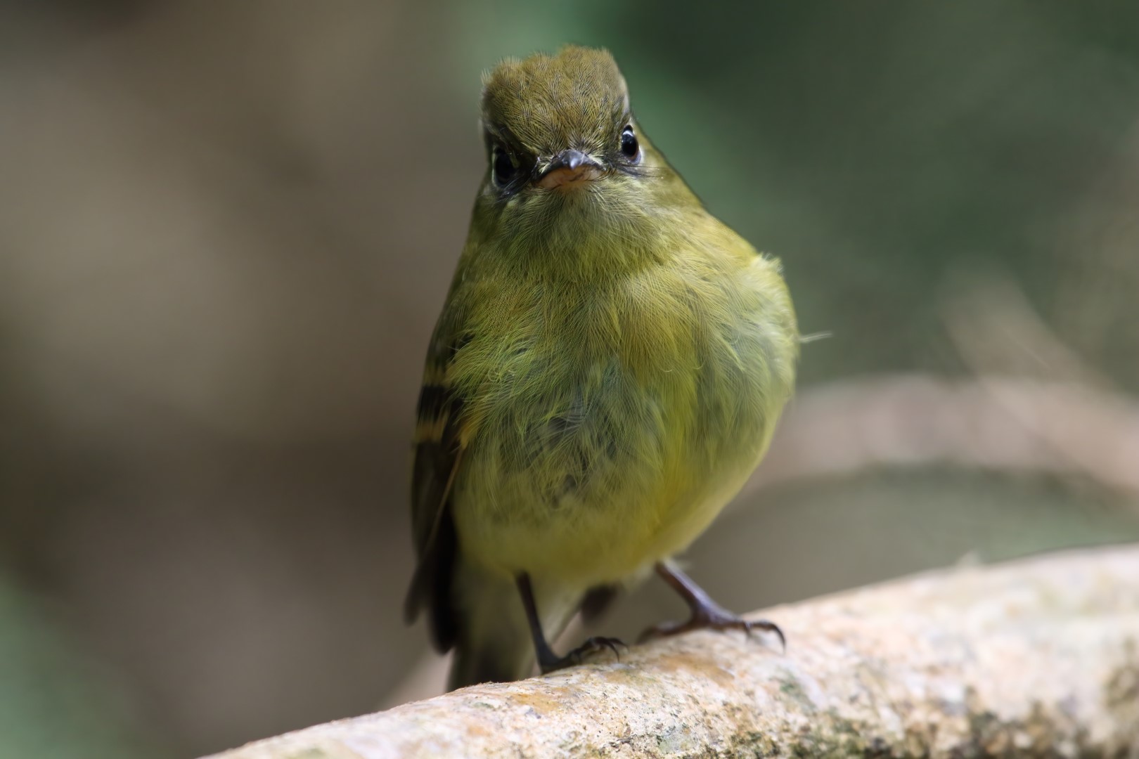 Yellowish Flycatcher
