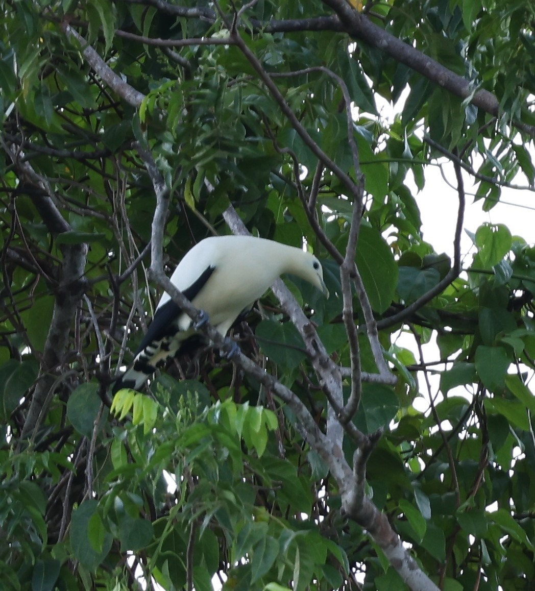 Yellowish Imperial Pigeon