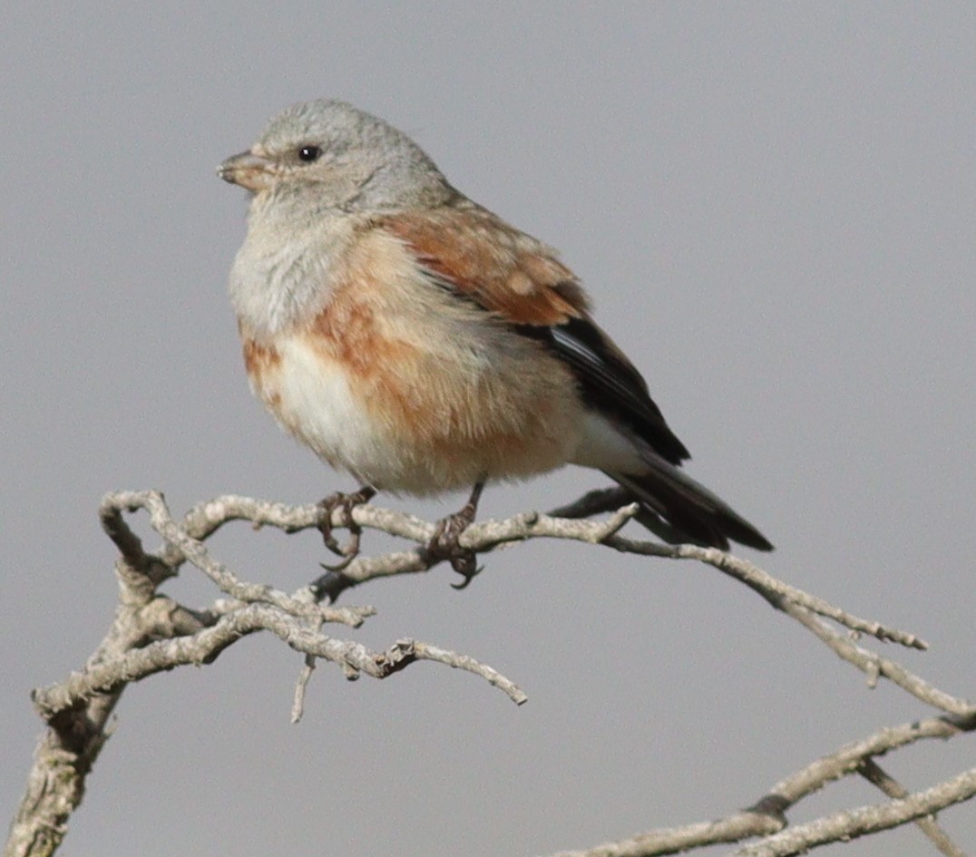 Yemen Linnet