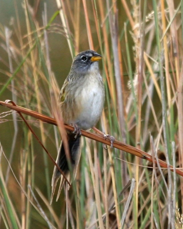 Ypiranga Tanager