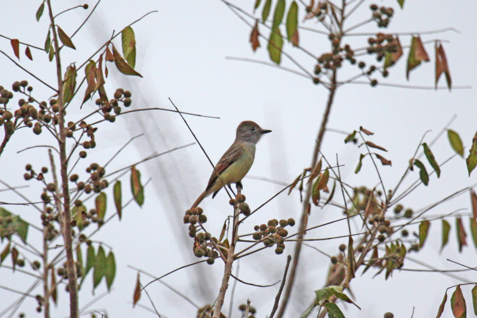 Yucatan Flycatcher