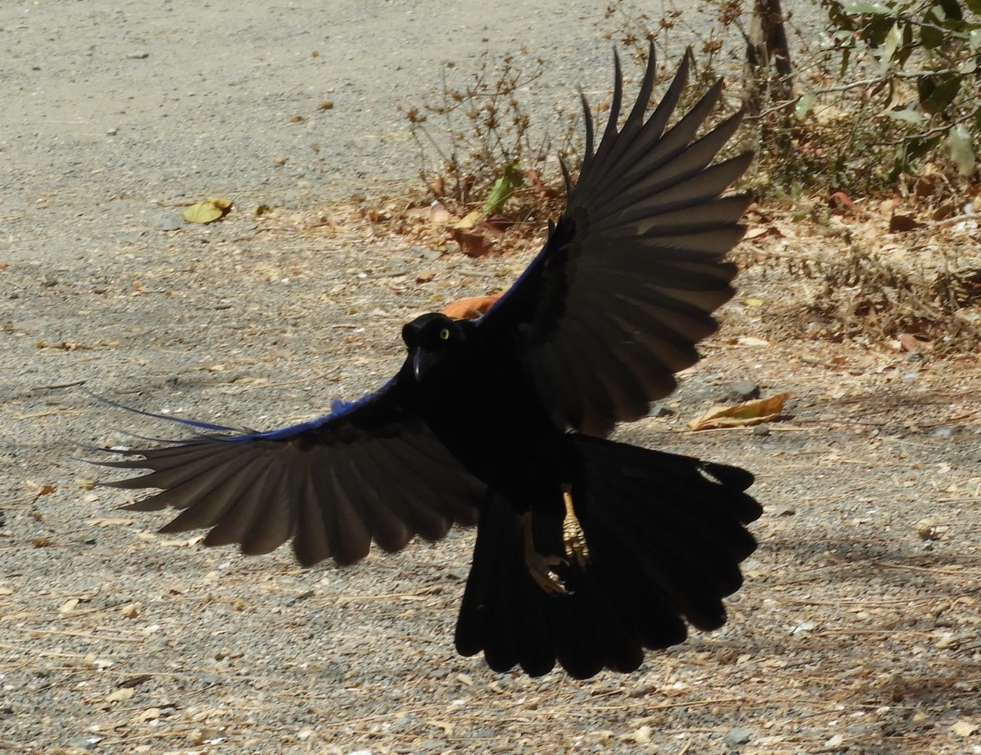 Yucatan Jay