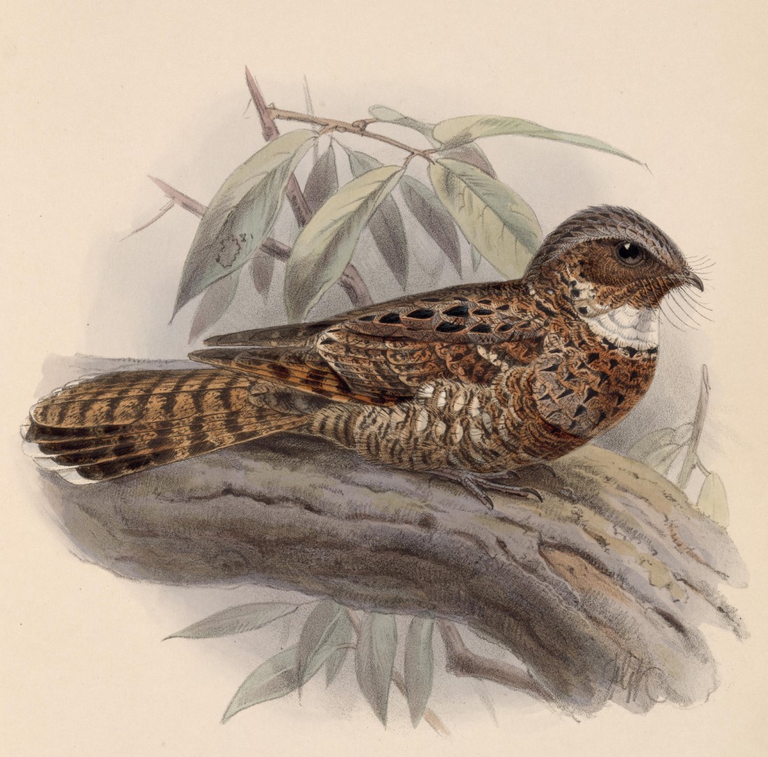 Yucatan Nightjar