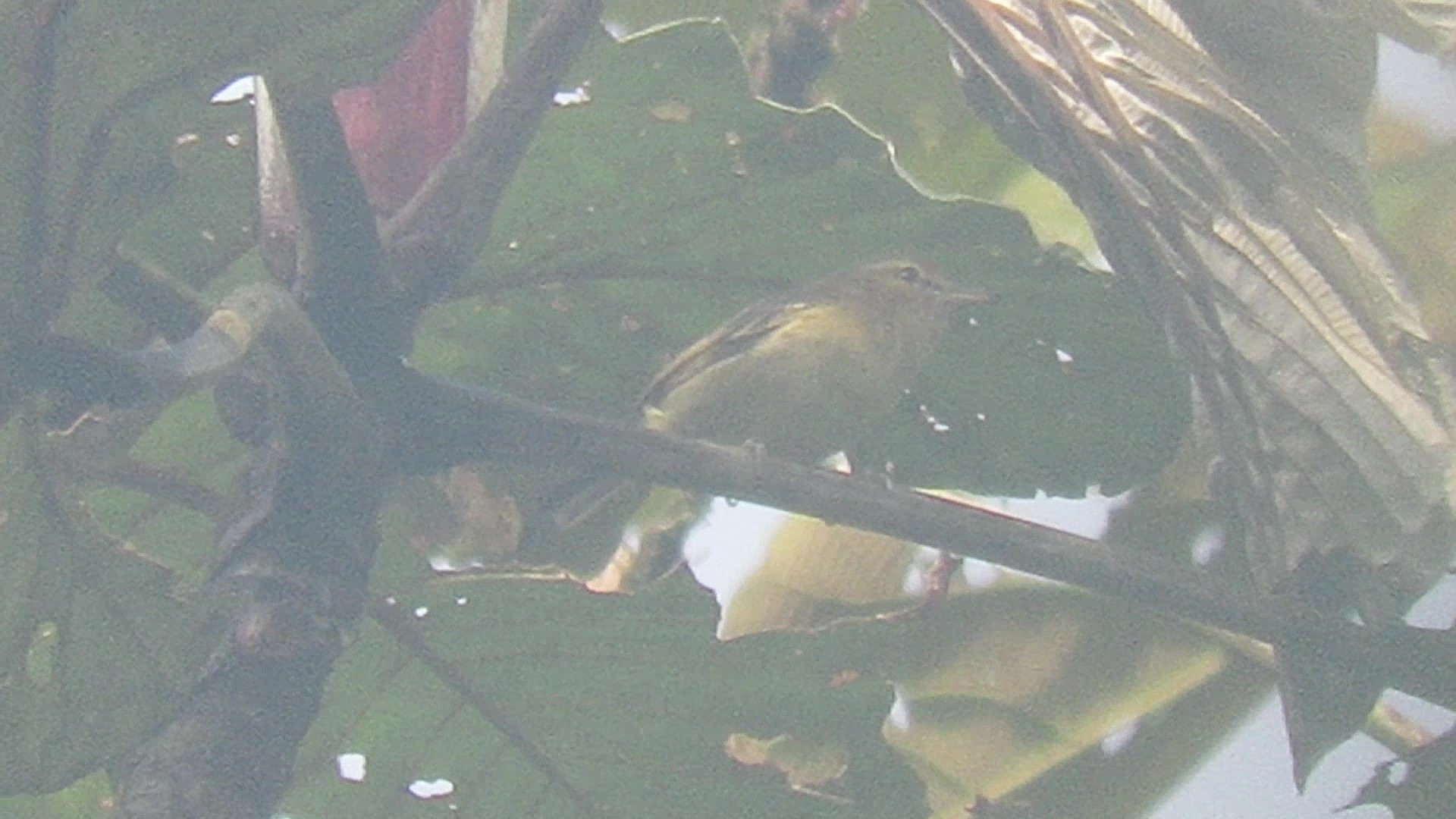 Yucatan Vireo