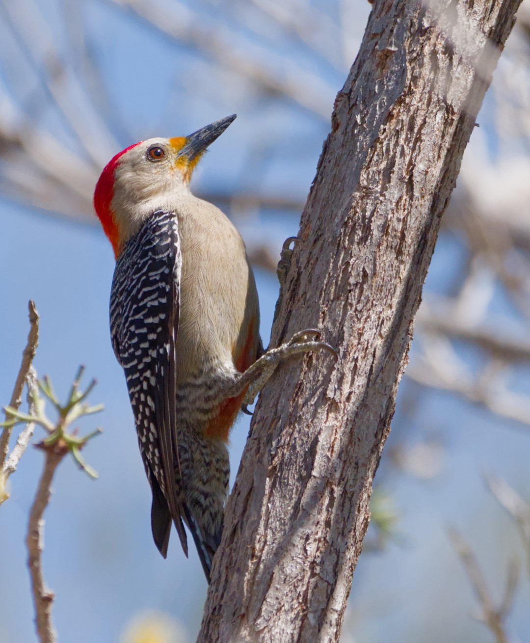 Yucatan Woodpecker