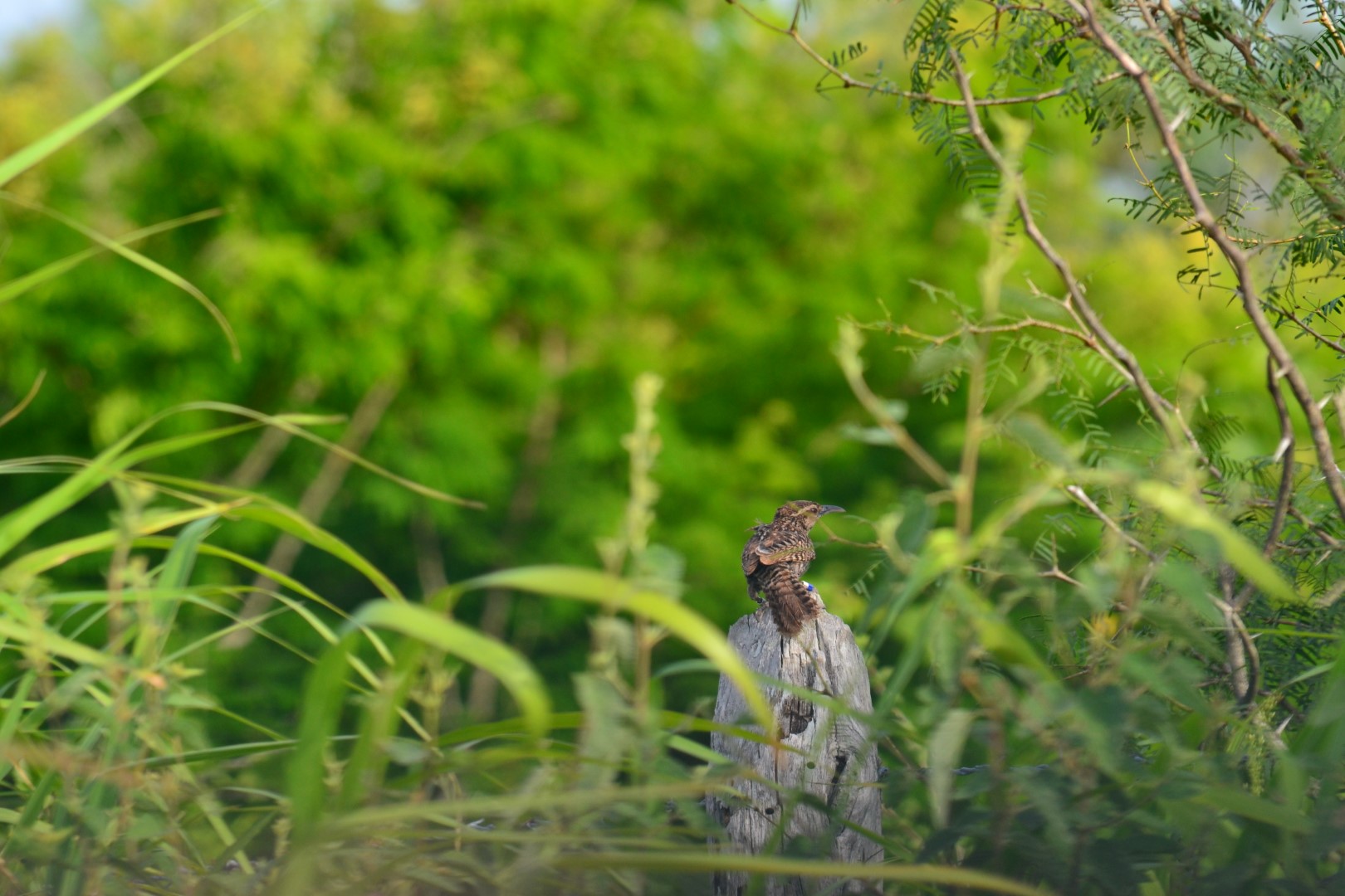 Yucatan Wren
