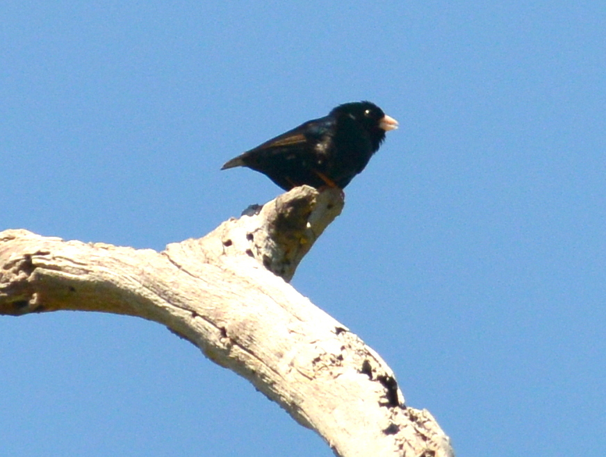 Zambezi Indigobird