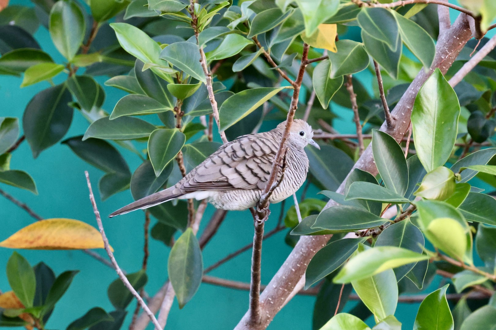 Zebra Dove