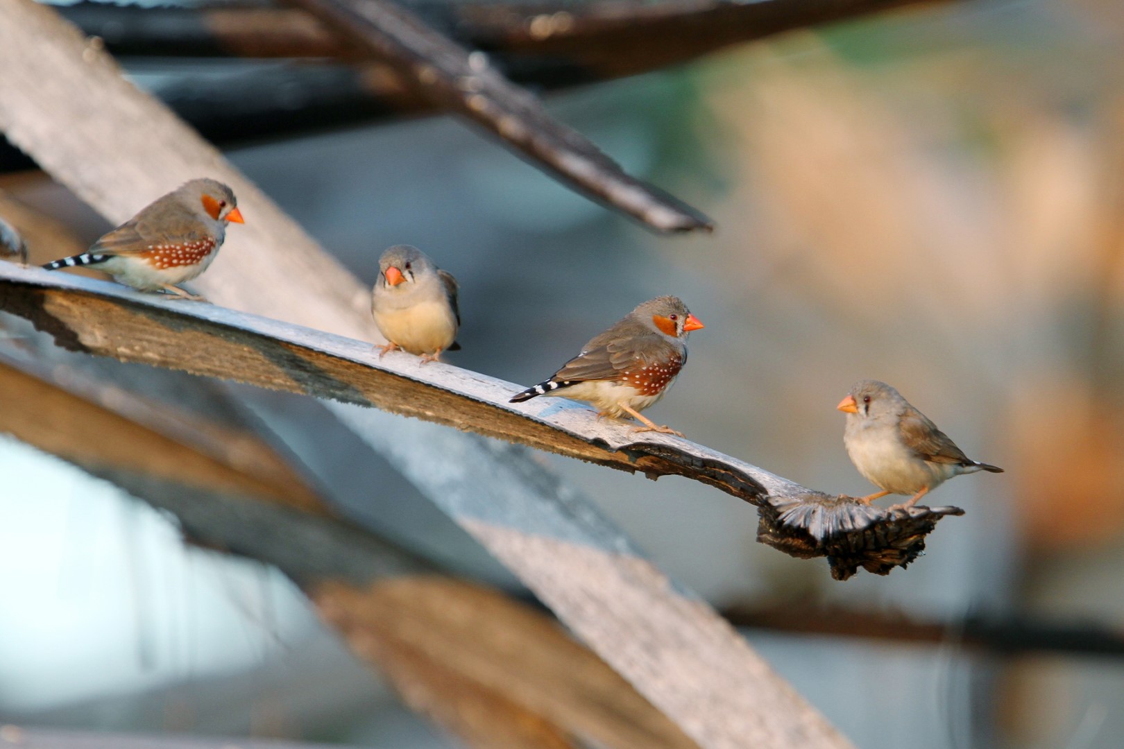 Zebra Finch